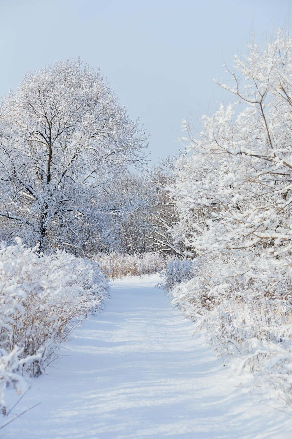 snow-covered path, frost-laden trees, pale blue winter sky, HD Phone Wallpaper