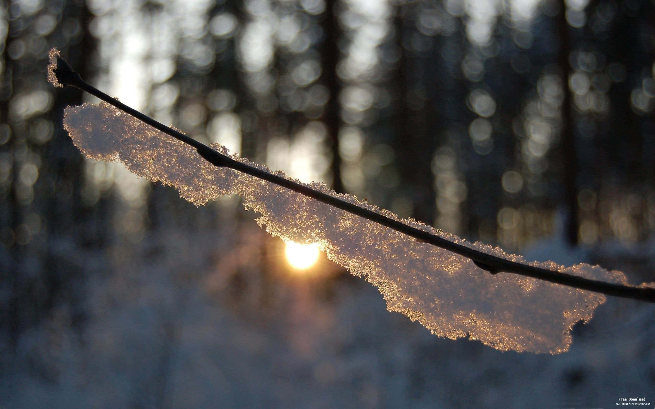 cozy winter desktop, snow-dusted branch, winter forest, 2K Desktop Wallpaper