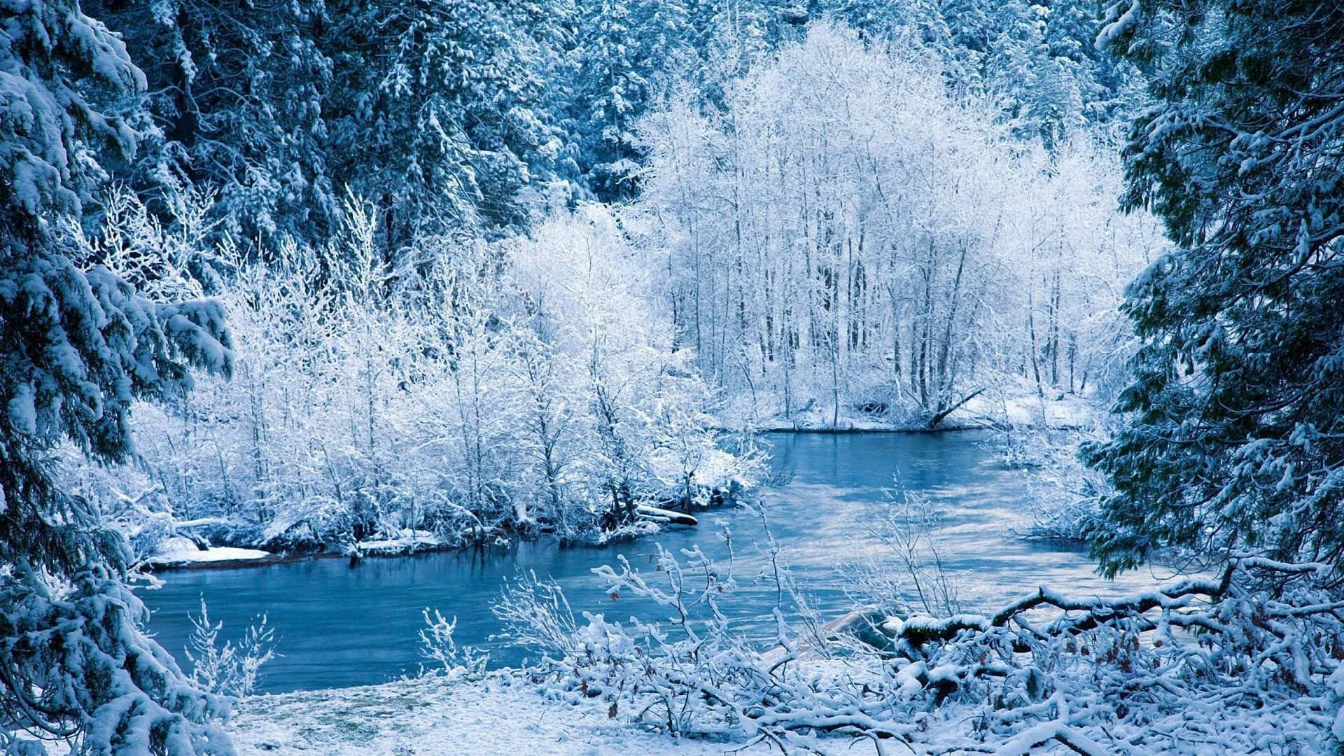 winter river, snow-laden evergreens, birches, Full HD Desktop Wallpaper