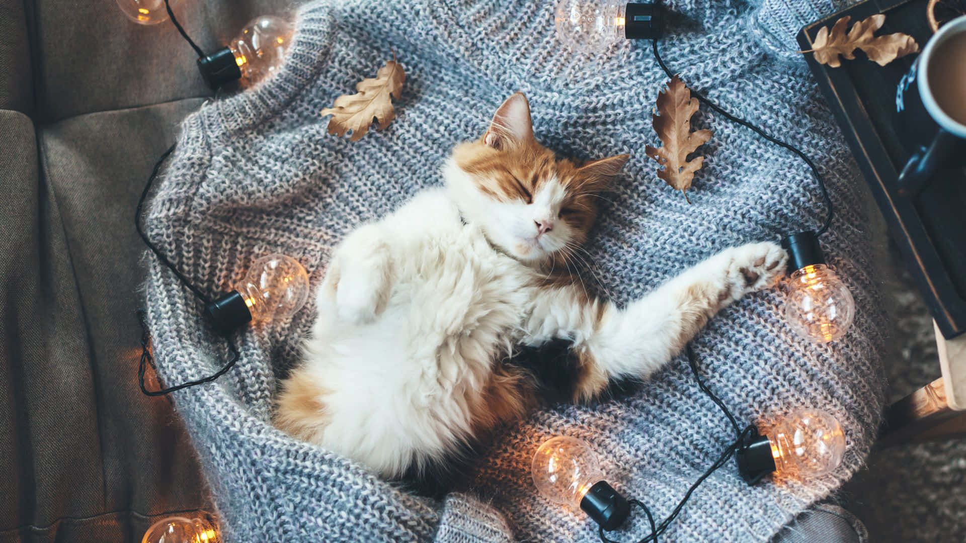 cozy winter desktop, fluffy orange and white cat, gray knit blanket, Full HD Desktop Wallpaper