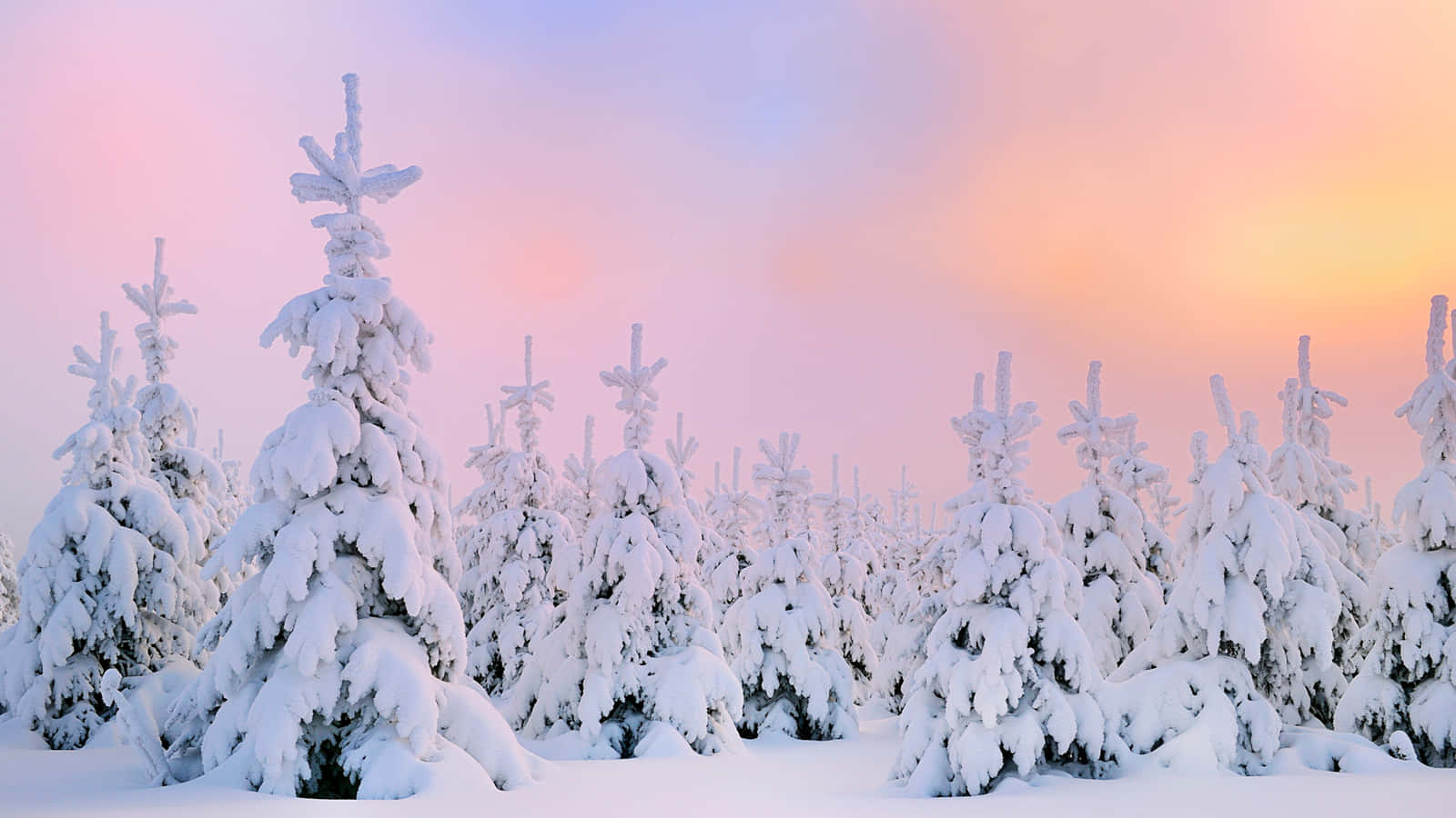 winter snow desktop, snow-laden evergreen trees, pastel pink and orange sunrise sky, HD Desktop Wallpaper