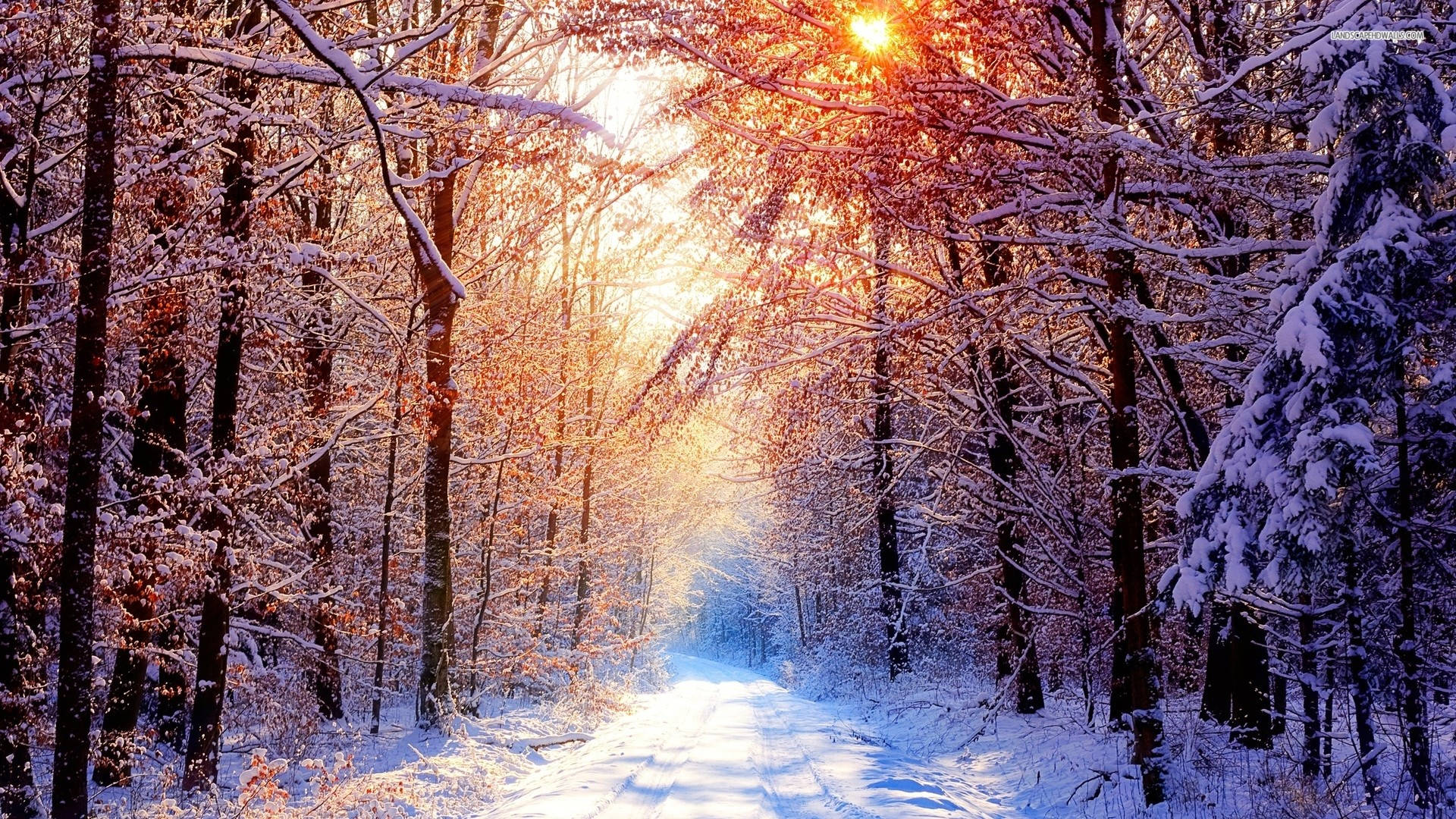 1920x1080, winter forest path, sunlight, Full HD Desktop Wallpaper