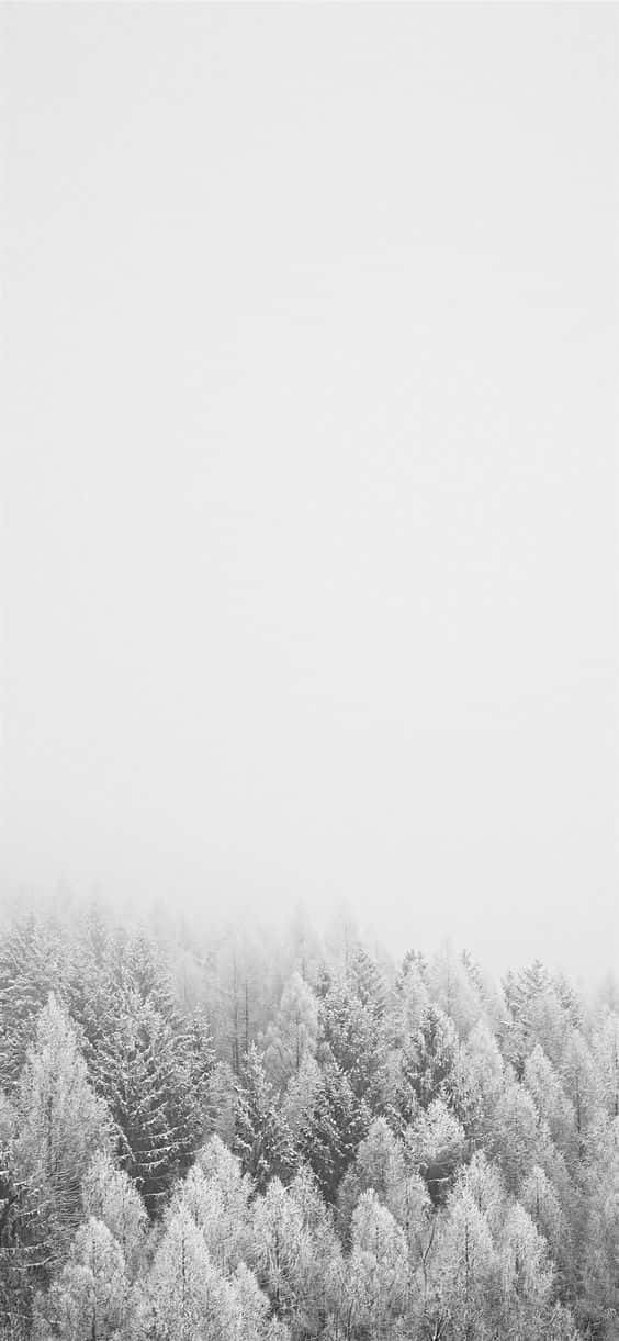 iPhone, snow-dusted evergreens, soft white mist, SD Phone Wallpaper
