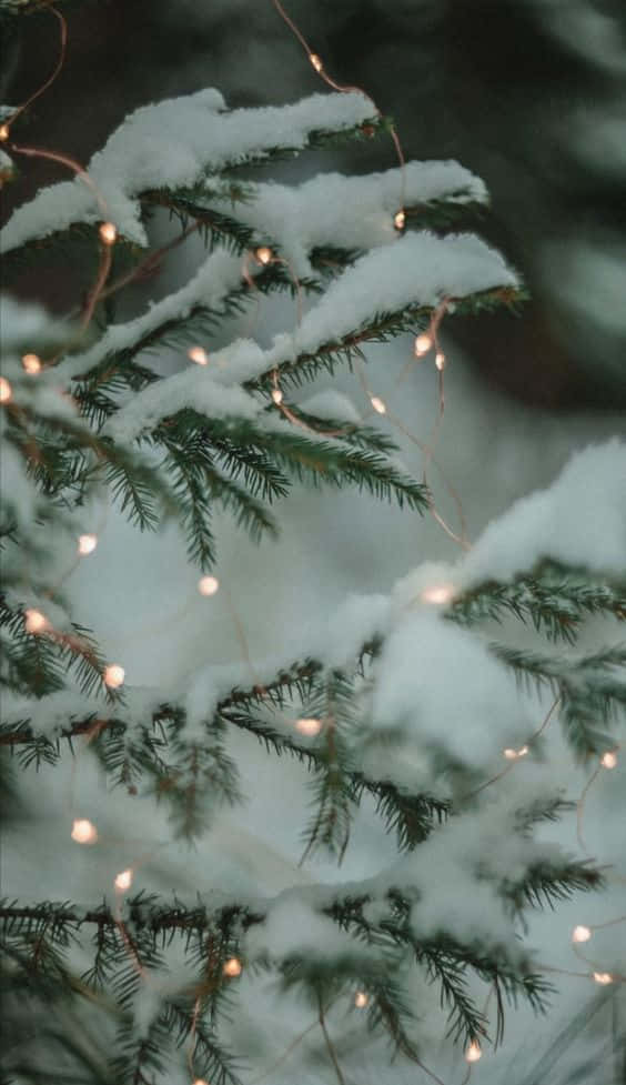snow, evergreen branches, fairy lights, SD Phone Wallpaper