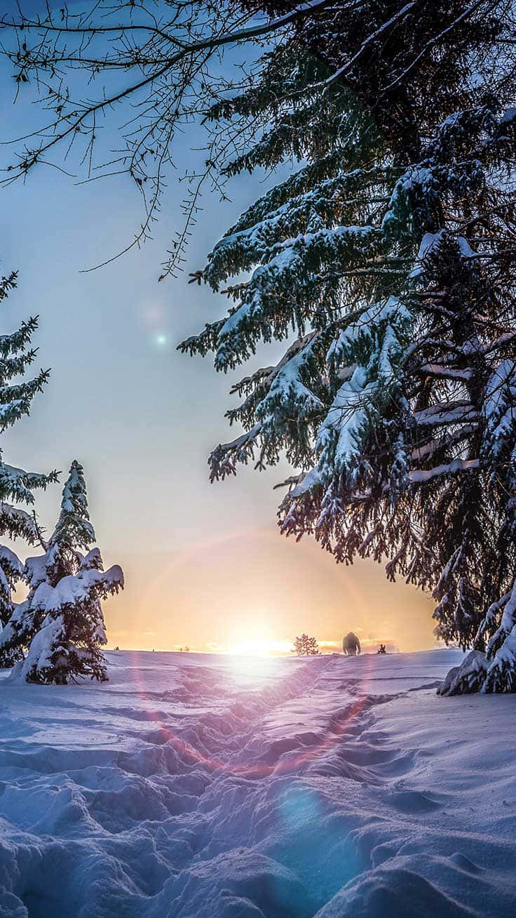 Sunset, snow-laden pine trees, pristine winter landscape, HD Phone Wallpaper