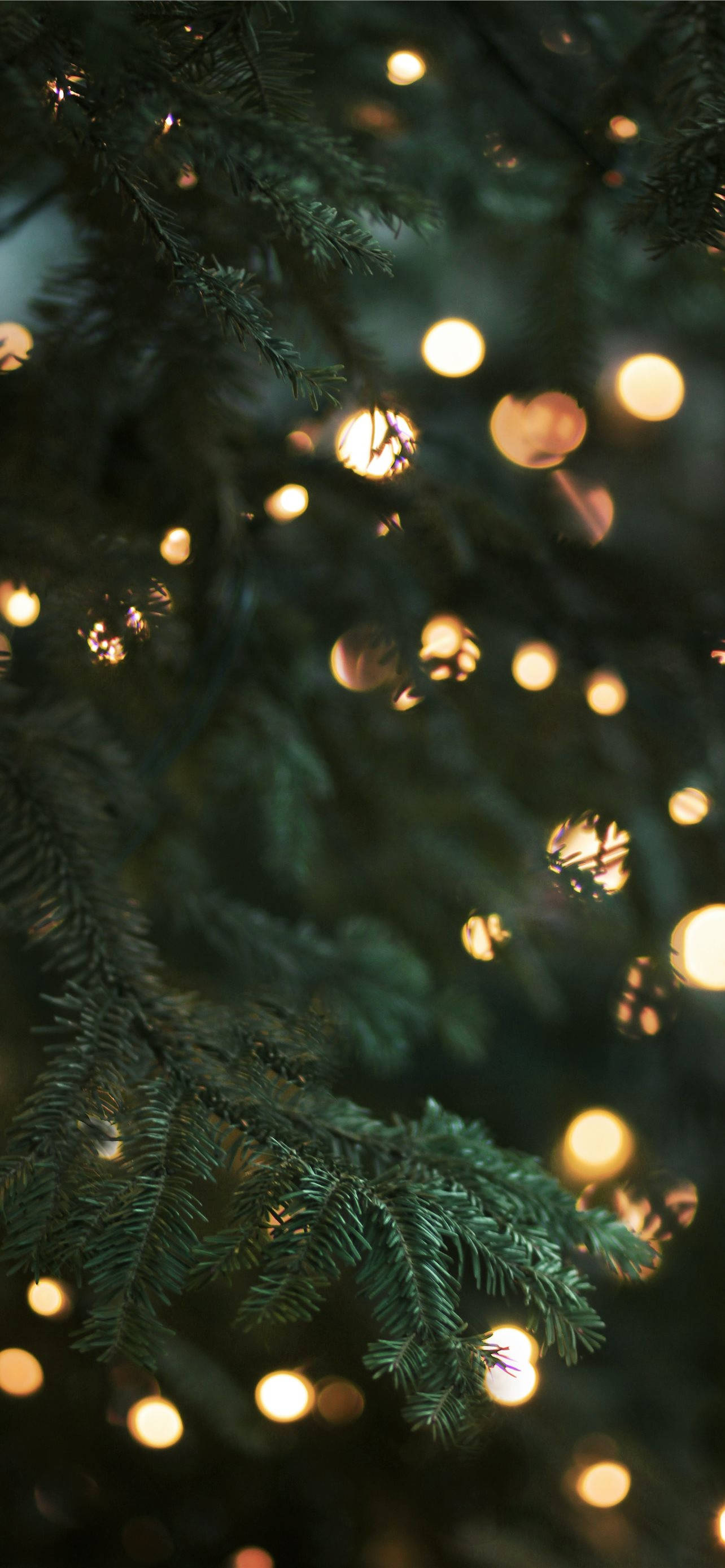 evergreen branches, soft glowing fairy lights, warm festive ambiance, 2K Phone Wallpaper