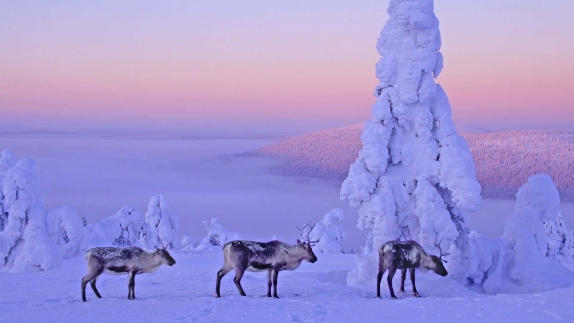 reindeer, snowy forest, twilight, Full HD Desktop Wallpaper