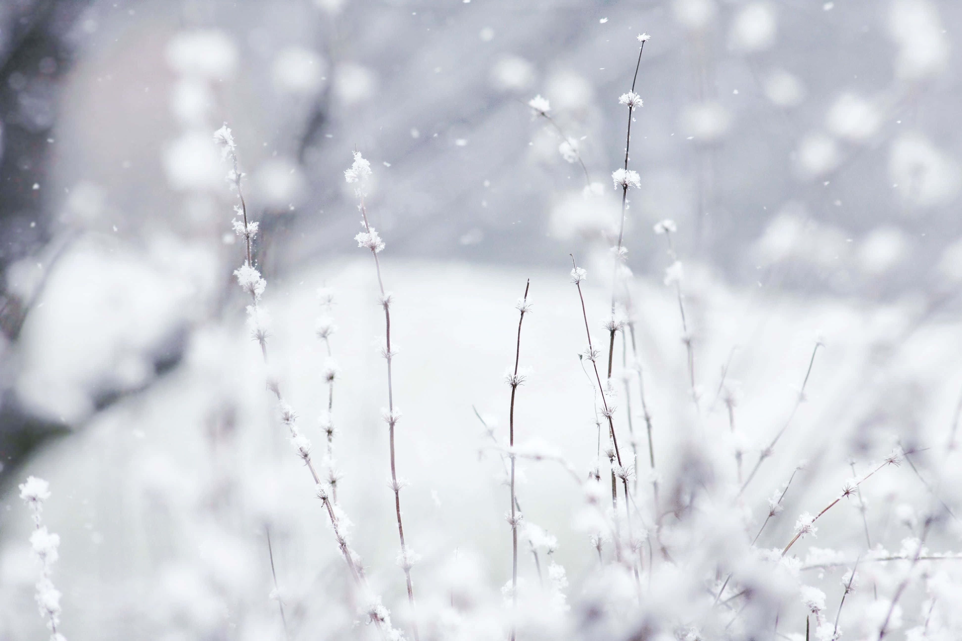 cozy winter tumblr, snow-laden stems, soft white winter landscape, 4K Desktop Wallpaper