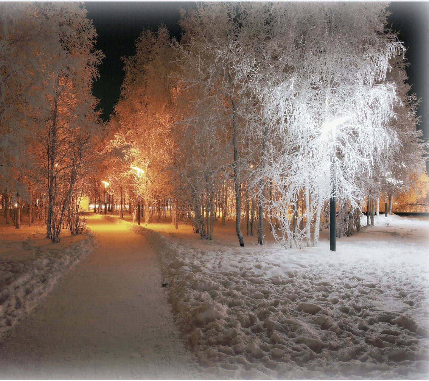 Cozy Winter, white trees, snowy winter night, HD Desktop Wallpaper