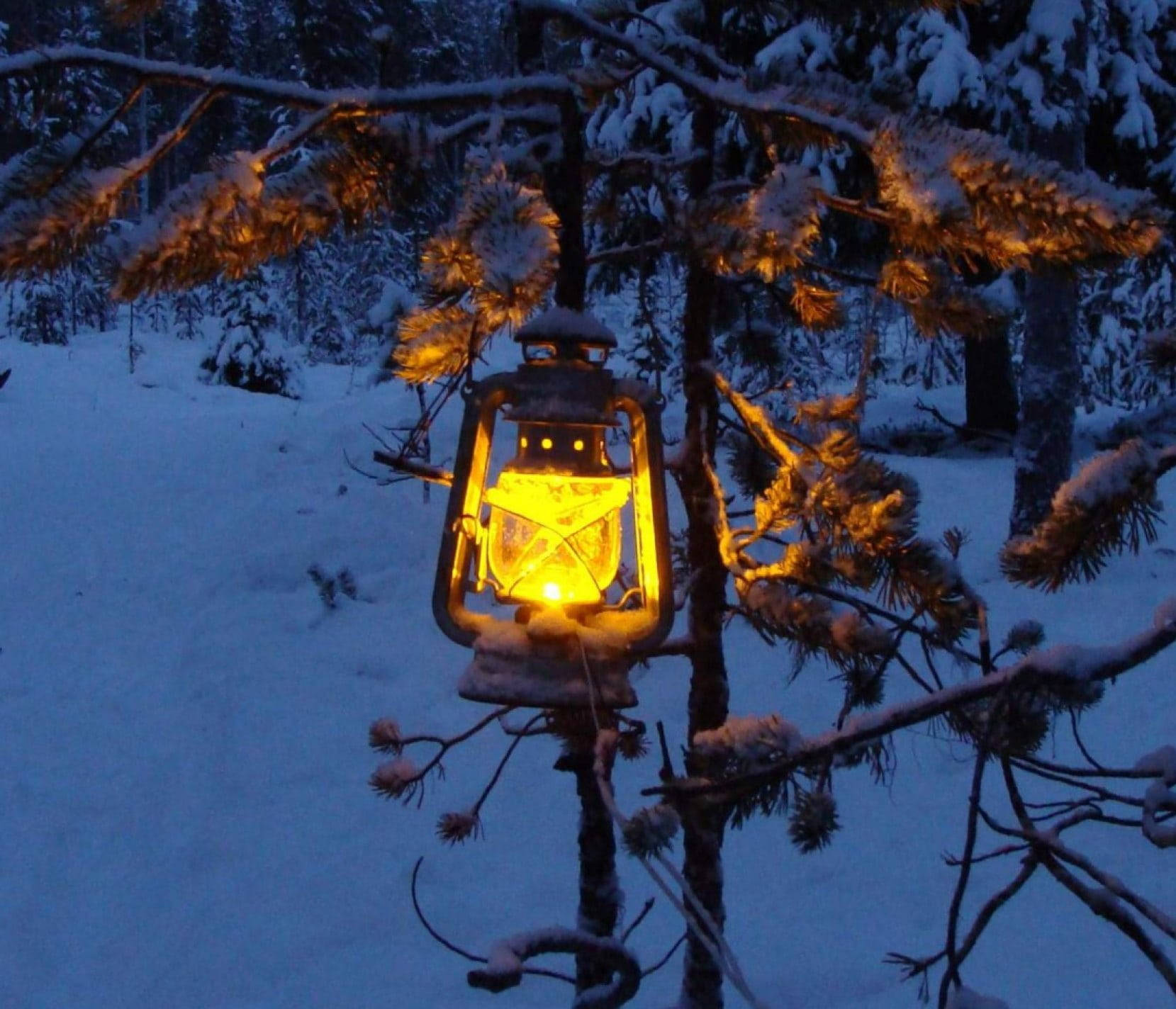 glowing lantern, snow-laden pine branch, quiet winter forest, HD Desktop Wallpaper