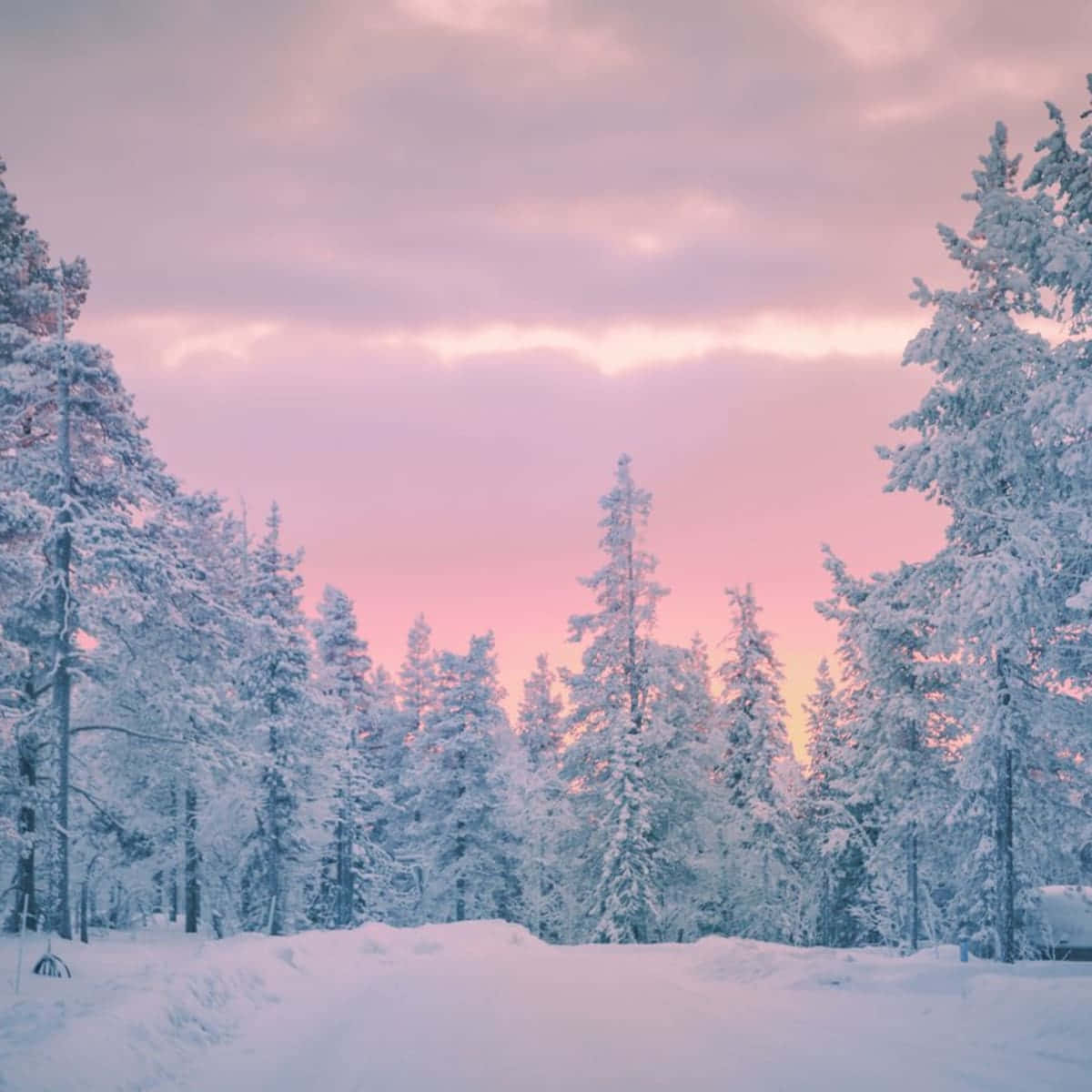 cloudy sunset, cozy winter aesthetic, snow blankets pine trees, SD Desktop Wallpaper