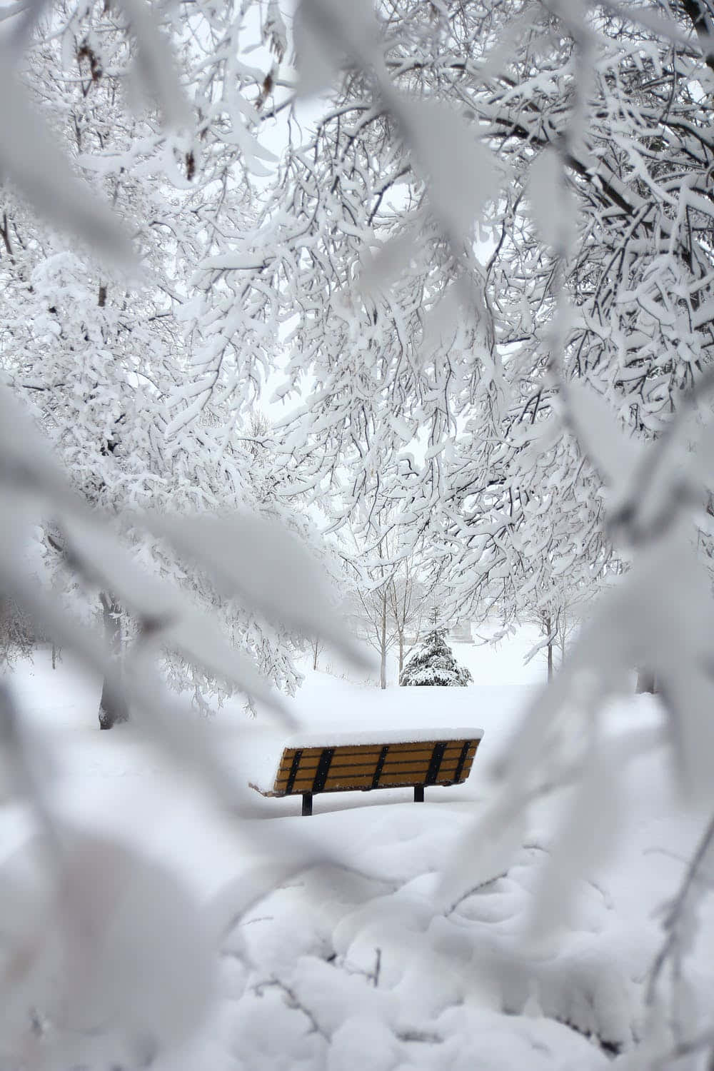 snow-covered park bench, frosted branches, bright winter sky, HD Phone Wallpaper