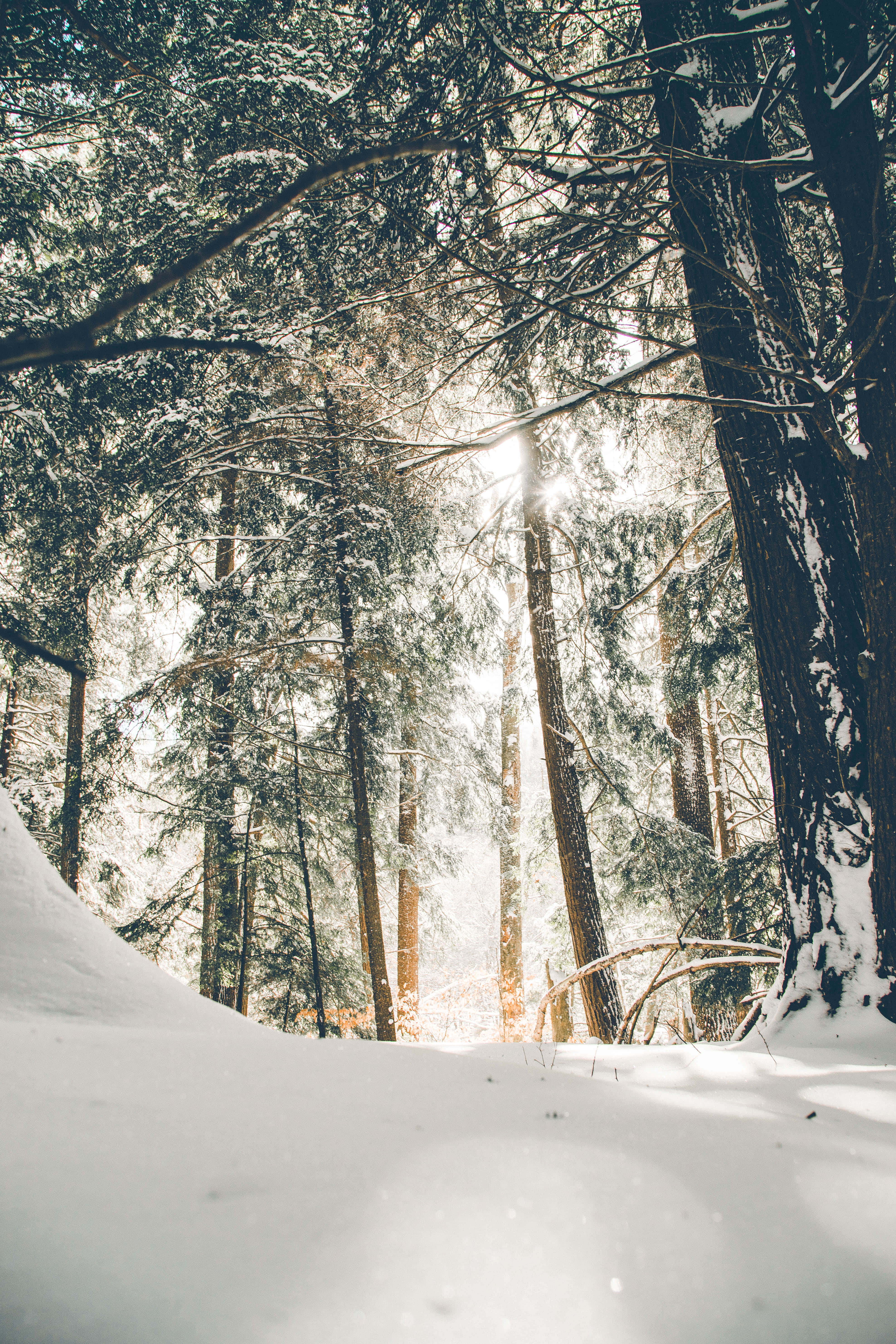 ray of sunlight, snow-dusted evergreen trees, quiet winter forest, 5K Phone Wallpaper