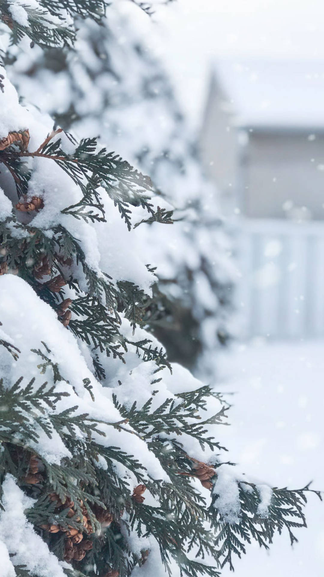 pine tree, cozy winter morning, snow, Full HD Phone Wallpaper
