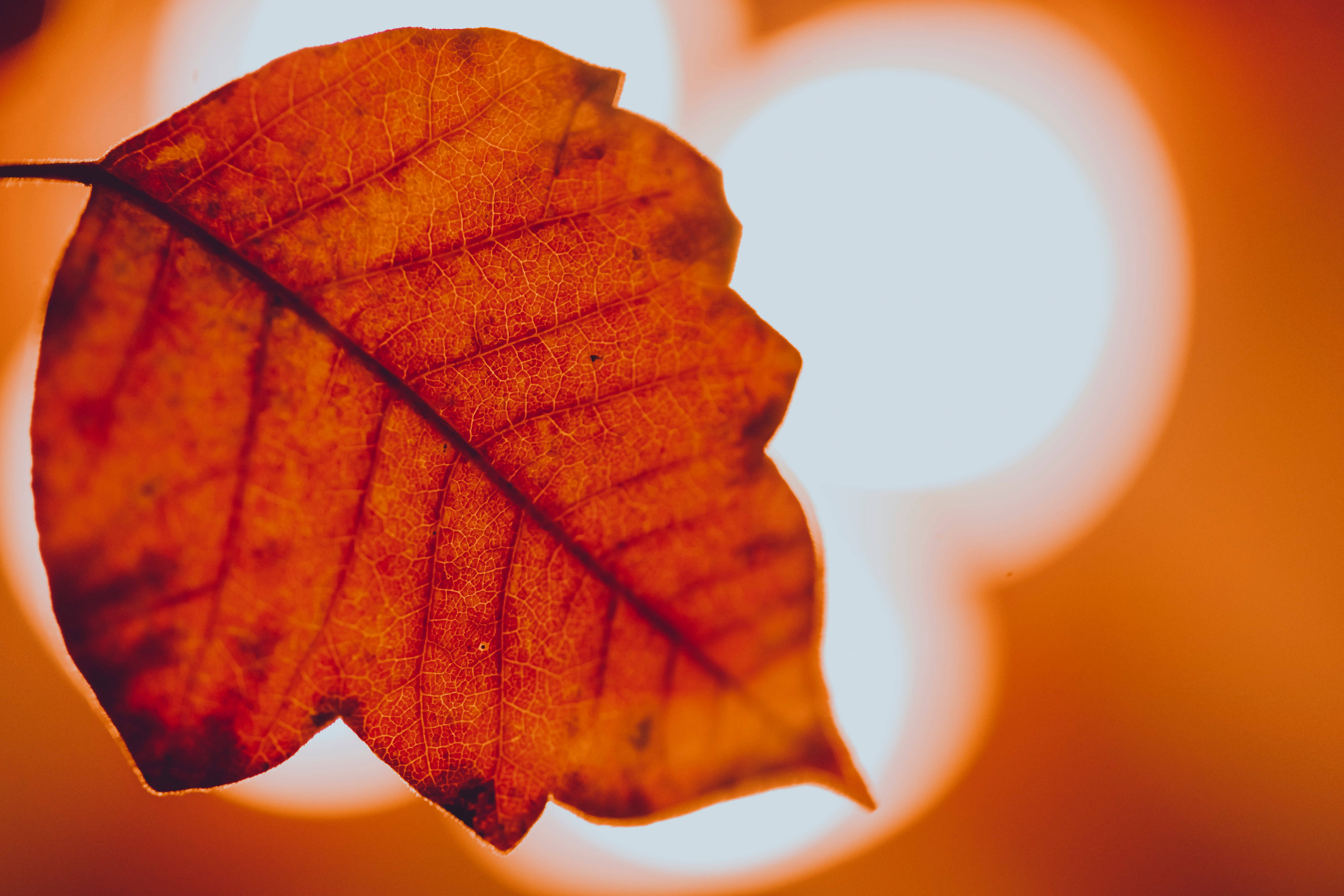 autumn leaf, vibrant orange, intricate veins, 5K Desktop Wallpaper