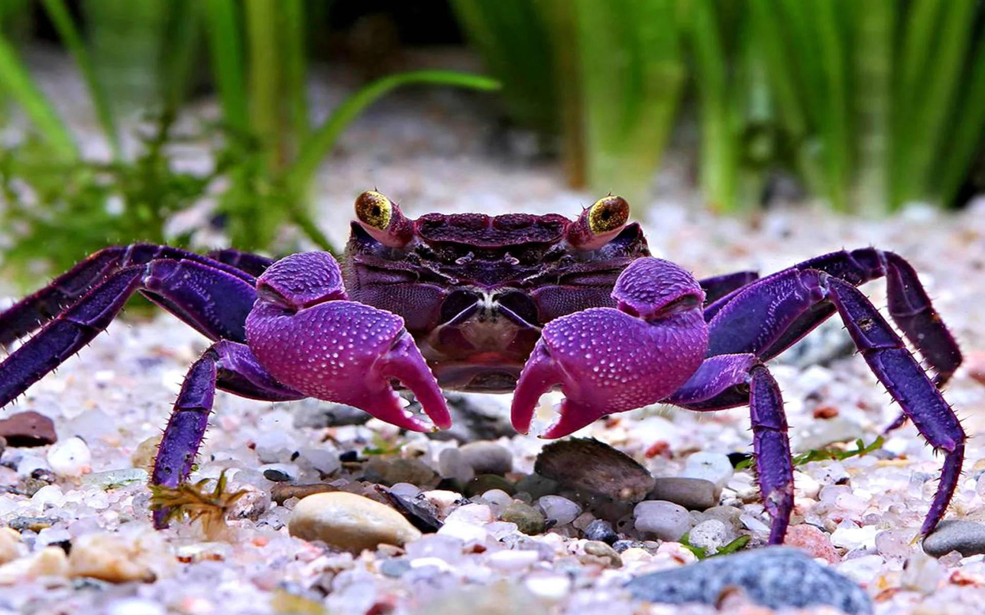 shiny purple crab, golden eyes, pebbles and sand, Full HD Desktop Wallpaper