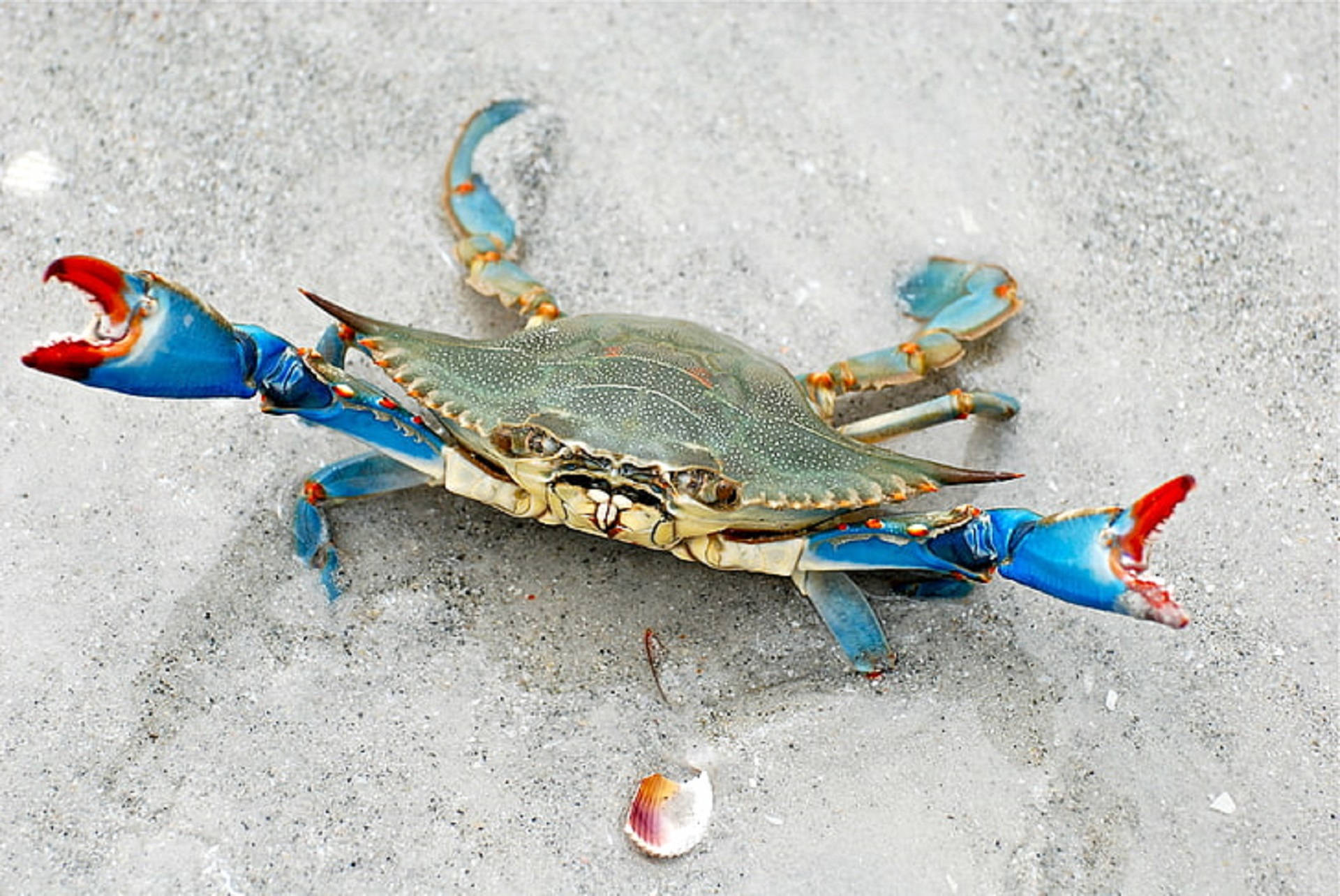 blue crab, red-tipped claws, wet gray sand, Full HD Desktop Wallpaper