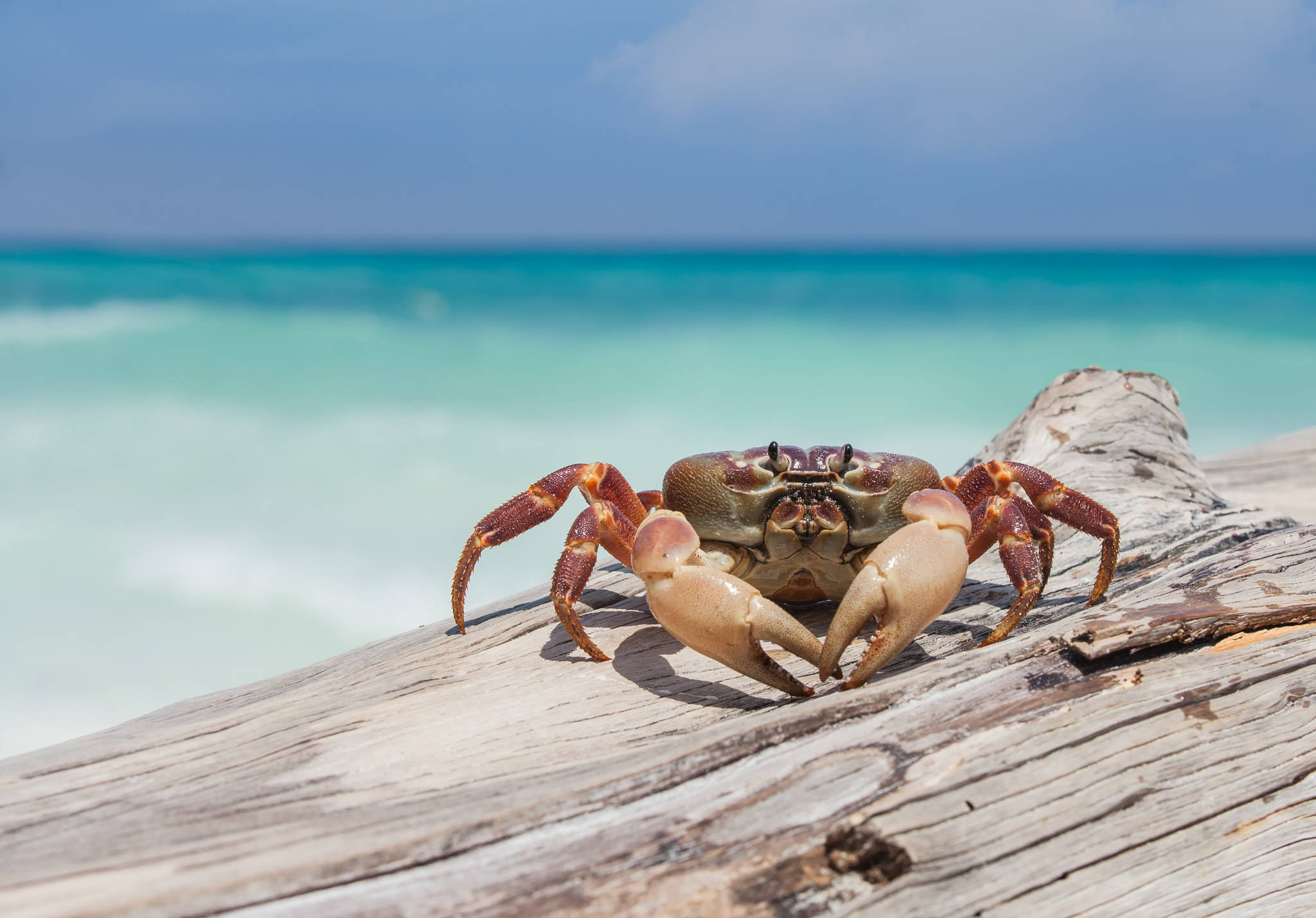 Crab, driftwood, turquoise ocean, Full HD Desktop Wallpaper
