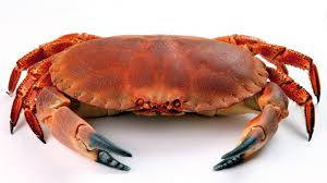 majestic crab, vibrant orange, dark blue claws, SD Desktop Wallpaper