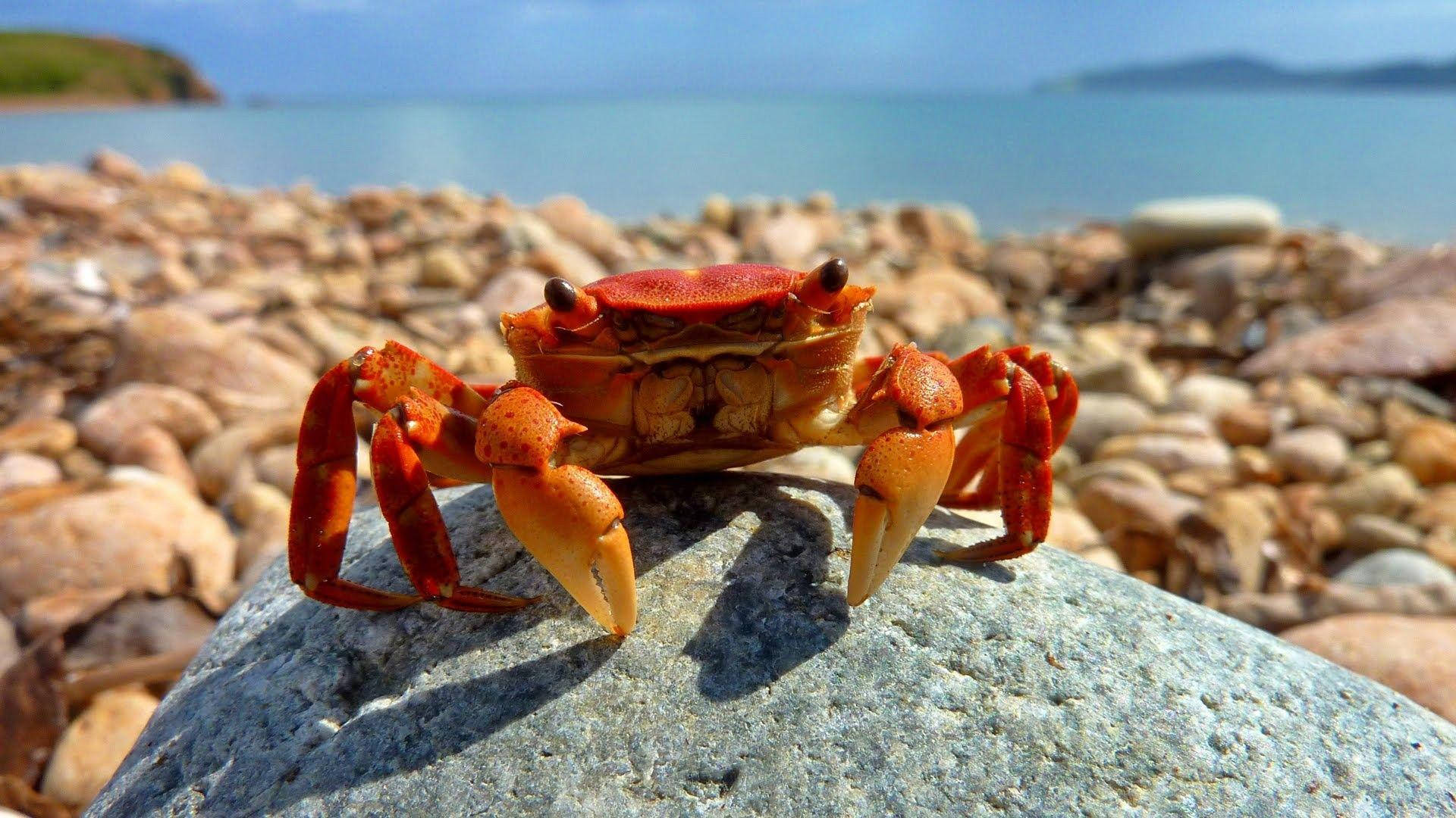 red crab, rocky beach, gray rock, Full HD Desktop Wallpaper
