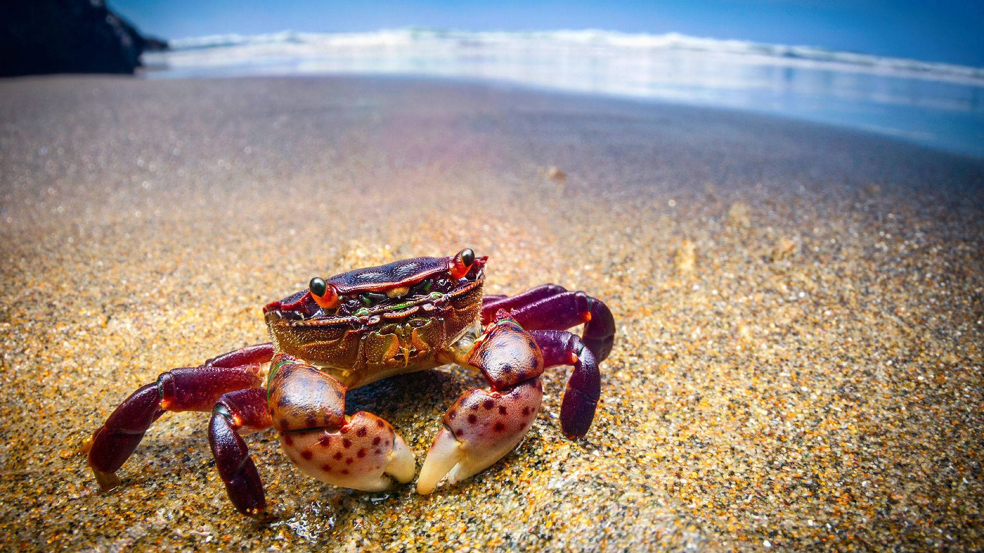 crab, purple, red eyes, Full HD Desktop Wallpaper