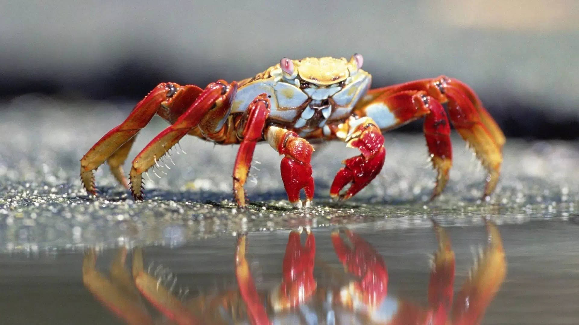 crab, pond, wet sand, Full HD Desktop Wallpaper