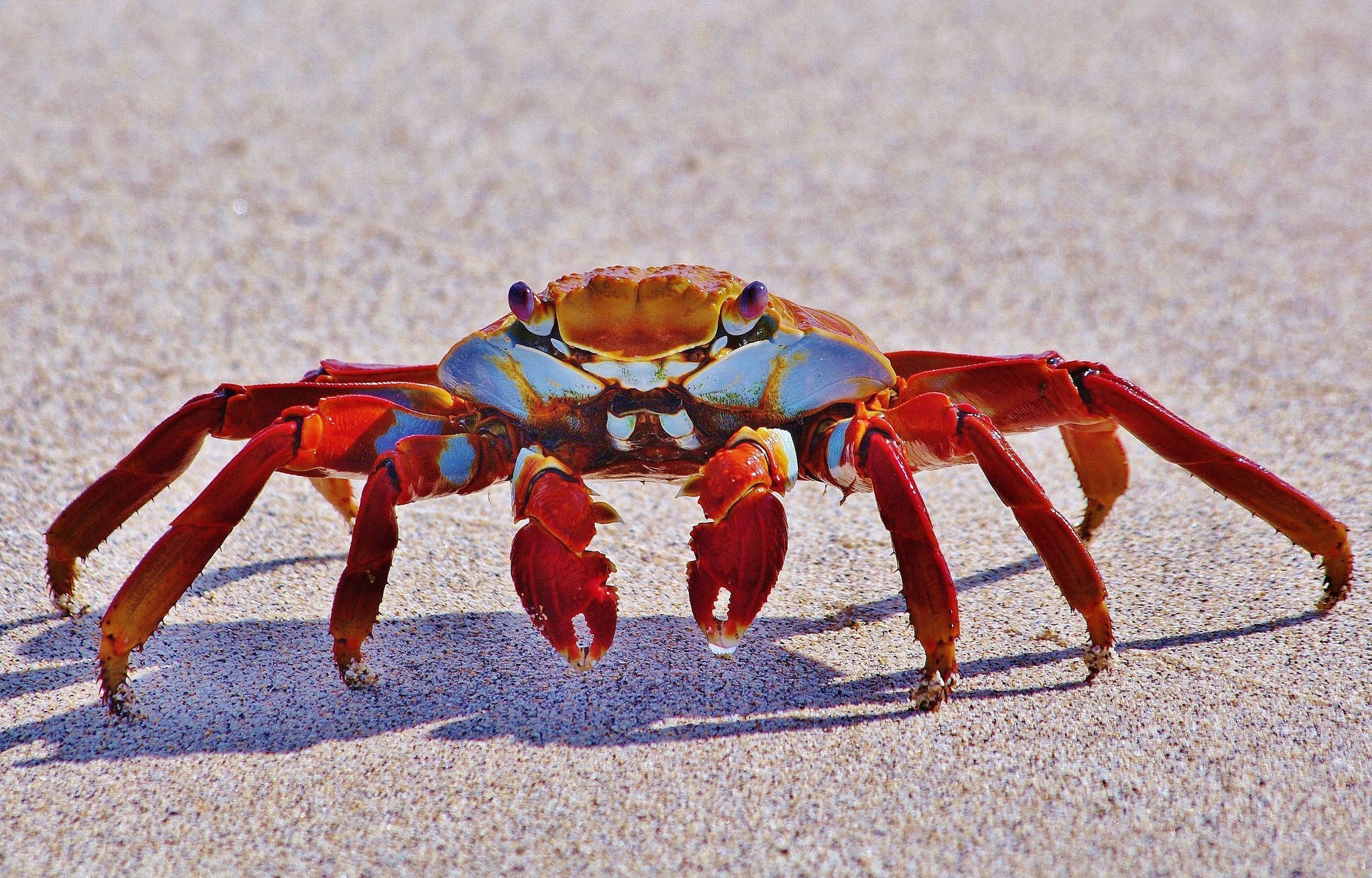 crab, beach, vibrant red, Full HD Desktop Wallpaper
