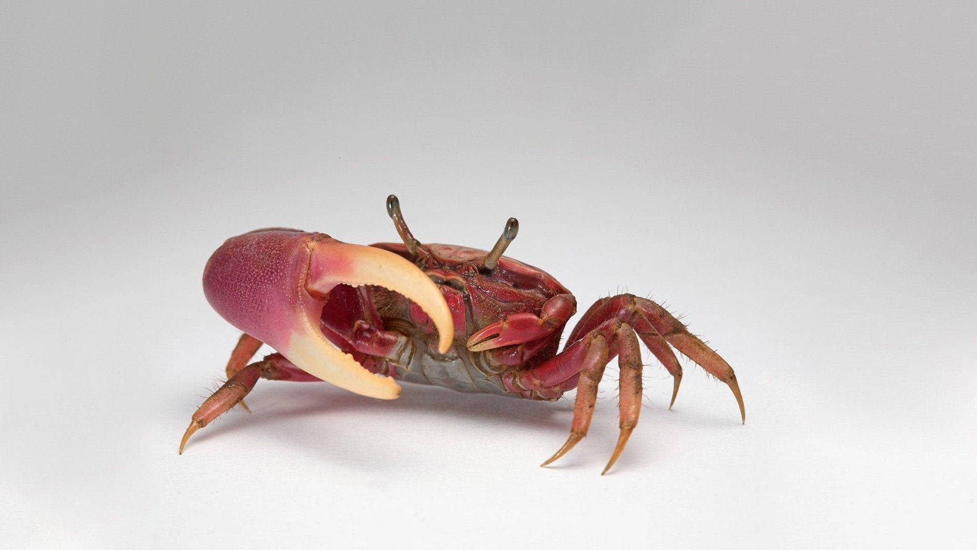 crab, massive claw, vivid red, Full HD Desktop Wallpaper