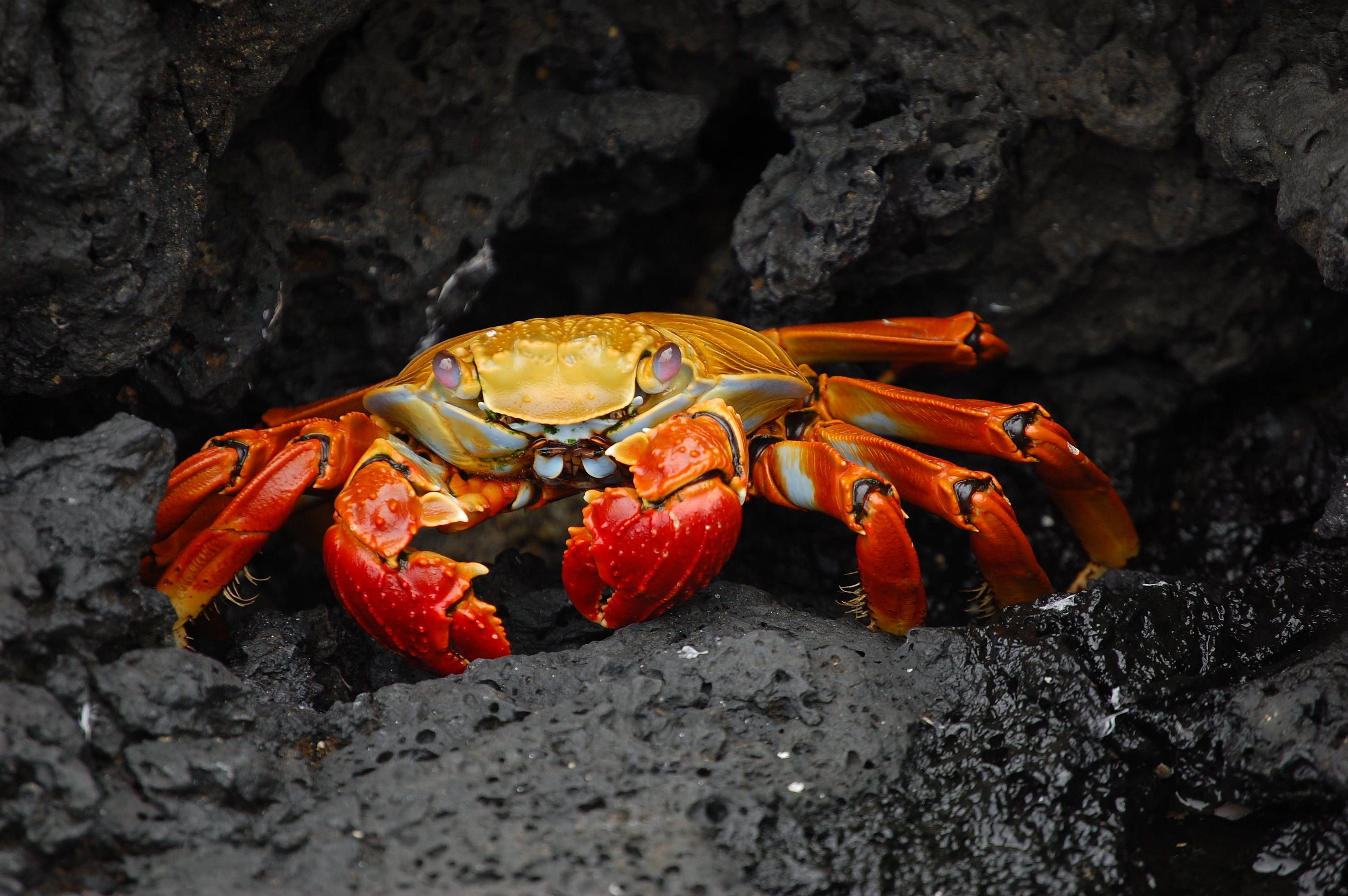 orange crab, black volcanic rocks, vibrant red crab, 2K Desktop Wallpaper