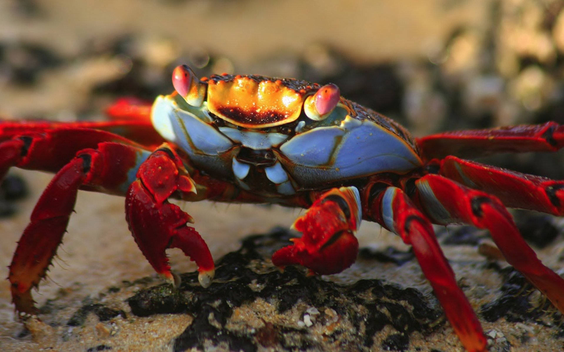 red eyed crab, blue shell, pink eyes, HD Desktop Wallpaper