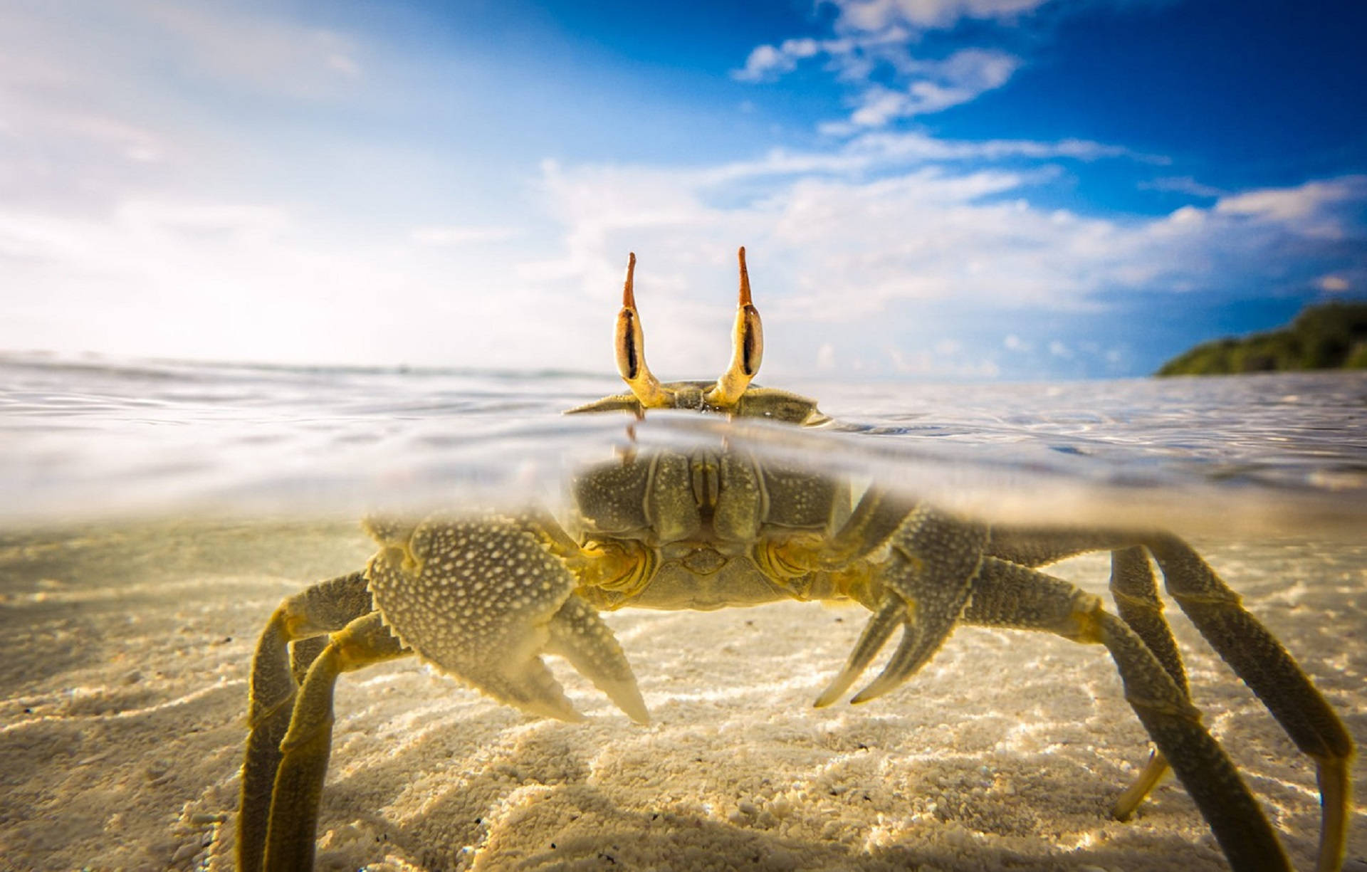 crab, beach, sandy beach, Full HD Desktop Wallpaper