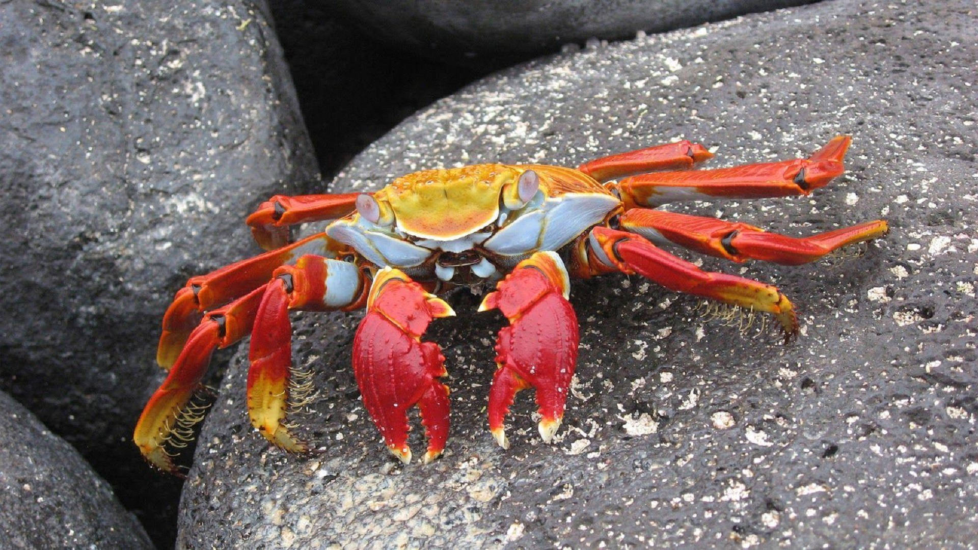 crab, red crab, blue-tinted claws, Full HD Desktop Wallpaper