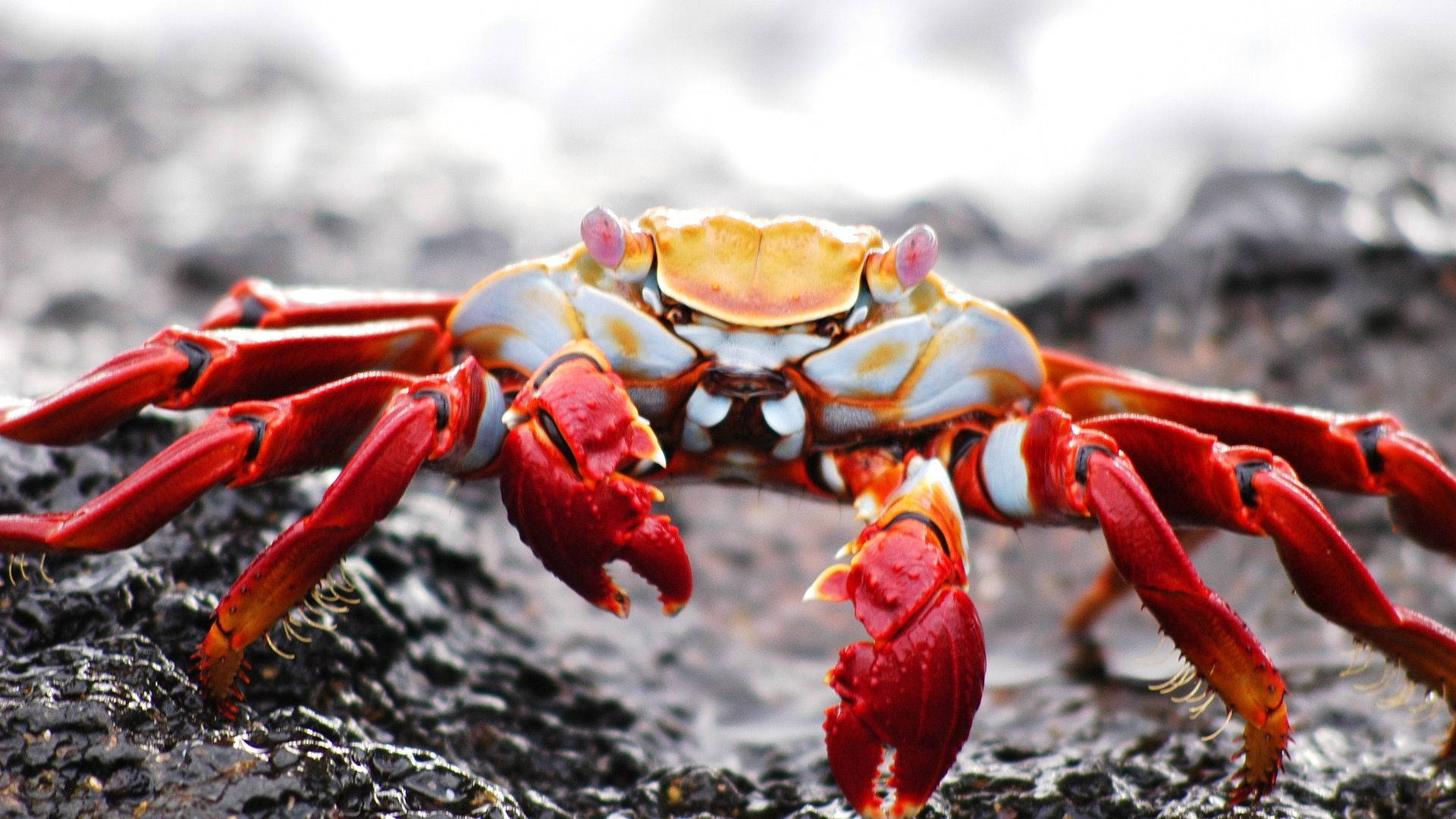 red crab, massive pincers, white markings, Full HD Desktop Wallpaper