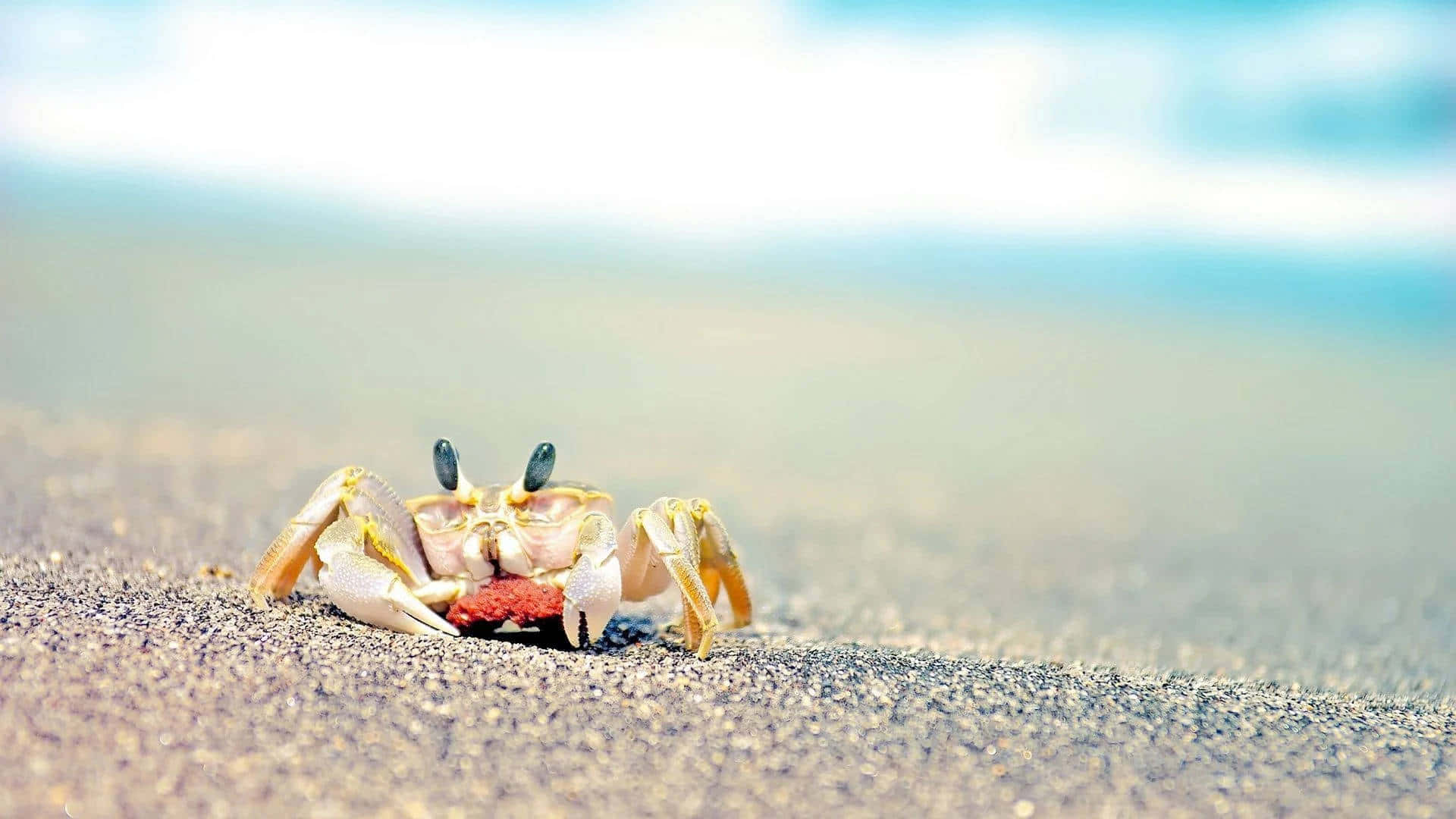crusty little crab, red shell, wet sand, Full HD Desktop Wallpaper