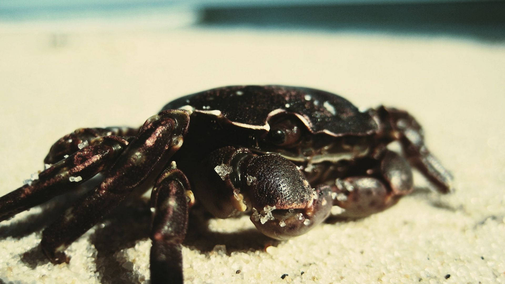 crab, black shell, sandy texture, Full HD Desktop Wallpaper