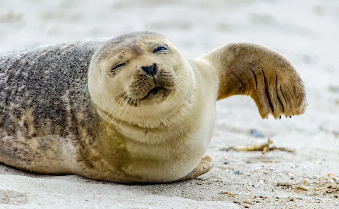 Crabeater Seal