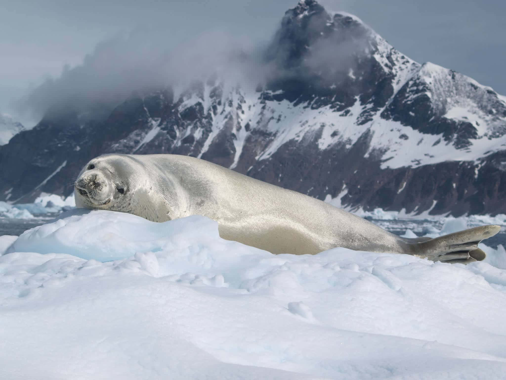 crabeater seal, antarctic ice, snowy ice floe, Full HD Desktop Wallpaper