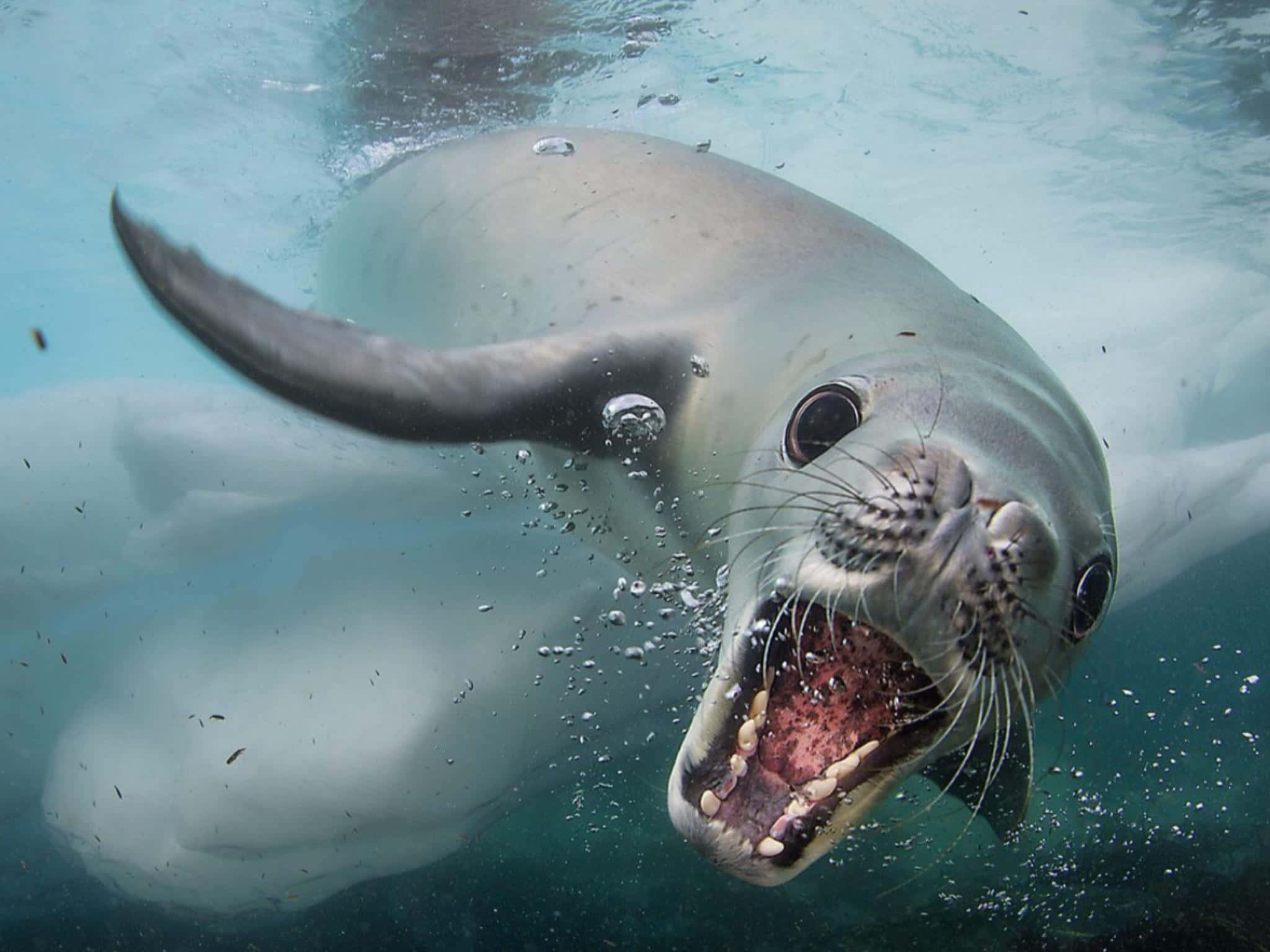 crabeater seal, underwater, mouth wide open, Full HD Desktop Wallpaper