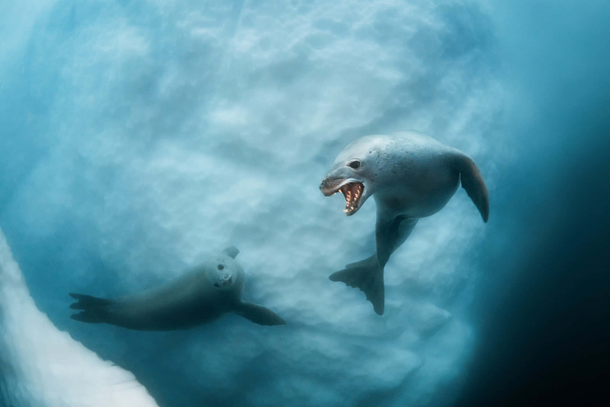 crabeater seals, underwater dance, icy blue waters, Full HD Desktop Wallpaper