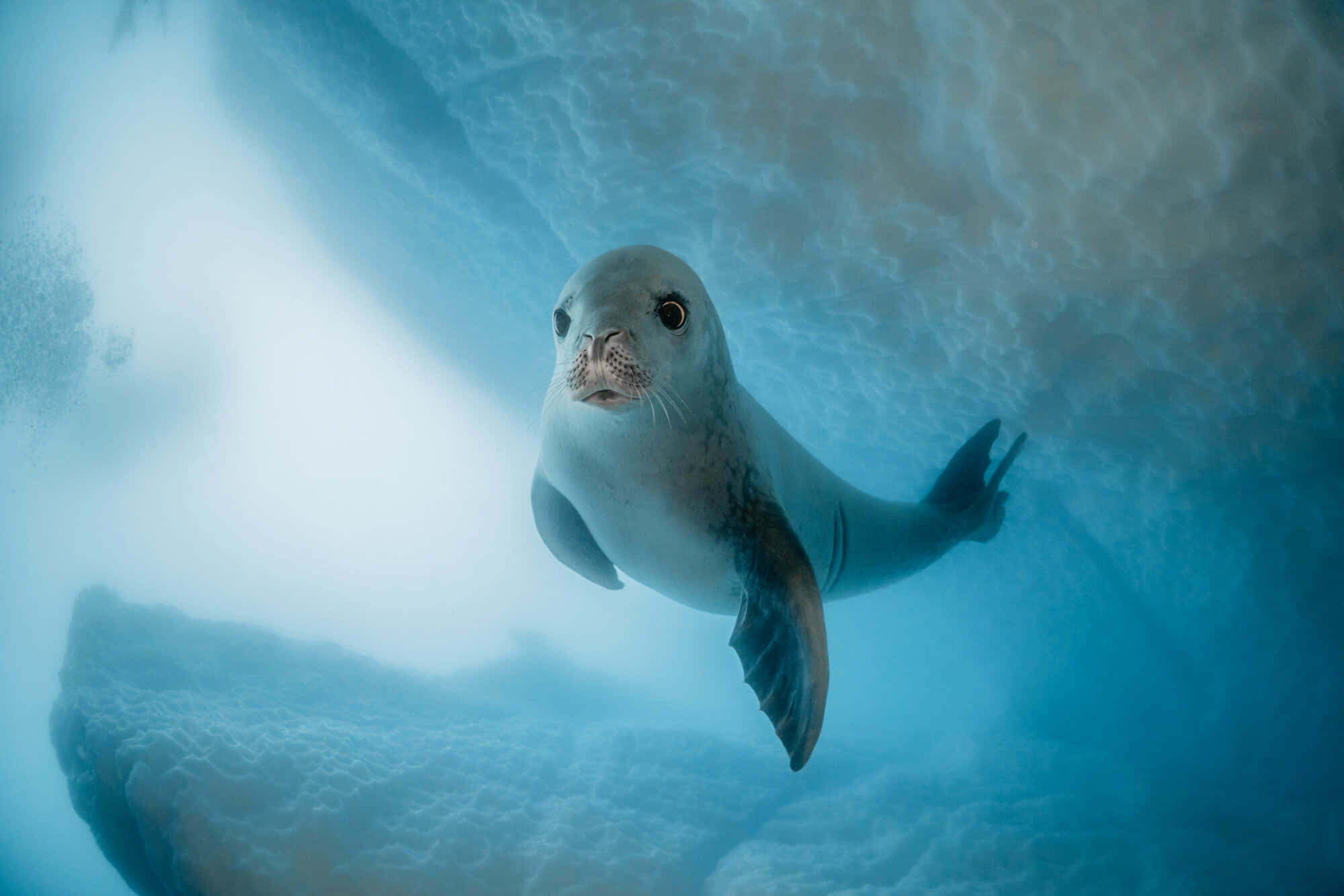 crabeater seal, underwater iceberg view, sunlit blue ice cave, Full HD Desktop Wallpaper