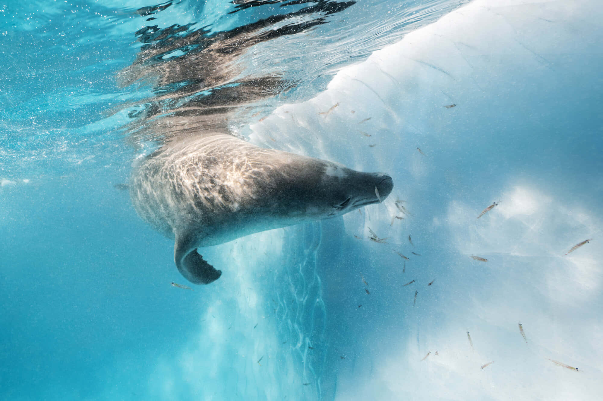 crabeater seal, iceberg, clear blue water, Full HD Desktop Wallpaper
