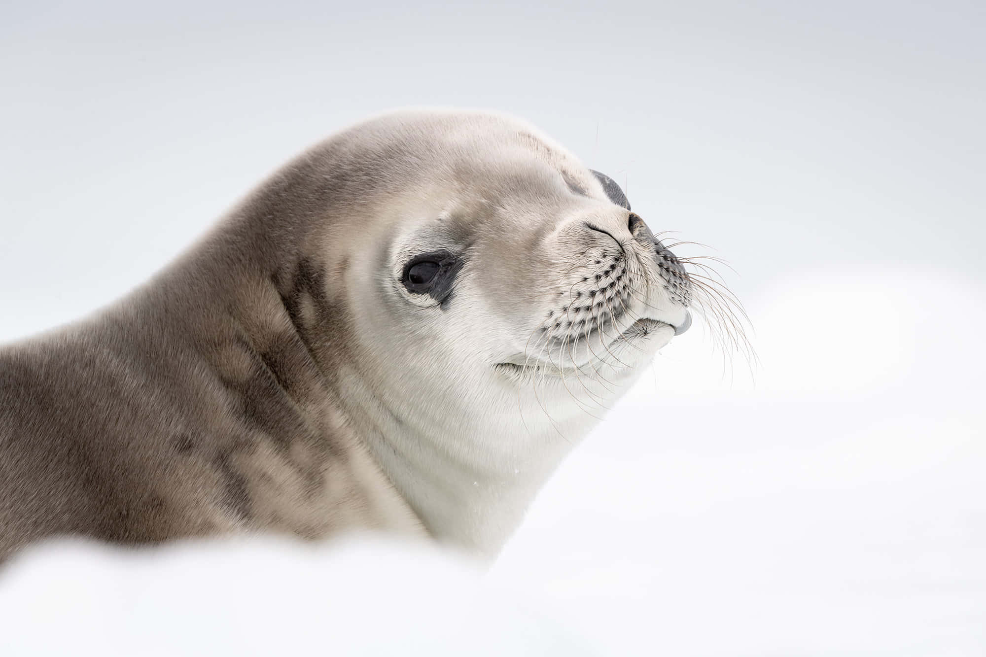 Crabeater Seal, gray fur, whiskers, Full HD Desktop Wallpaper