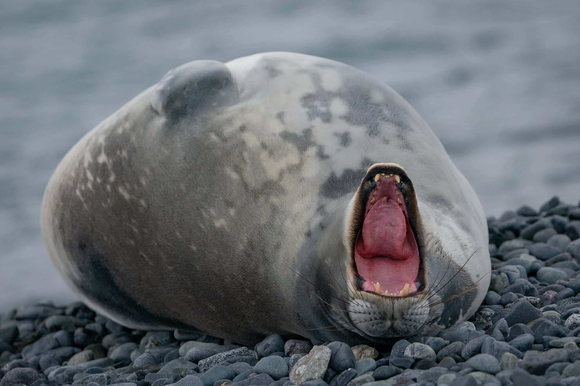 crabeater seal, pebbles, calm water, Full HD Desktop Wallpaper