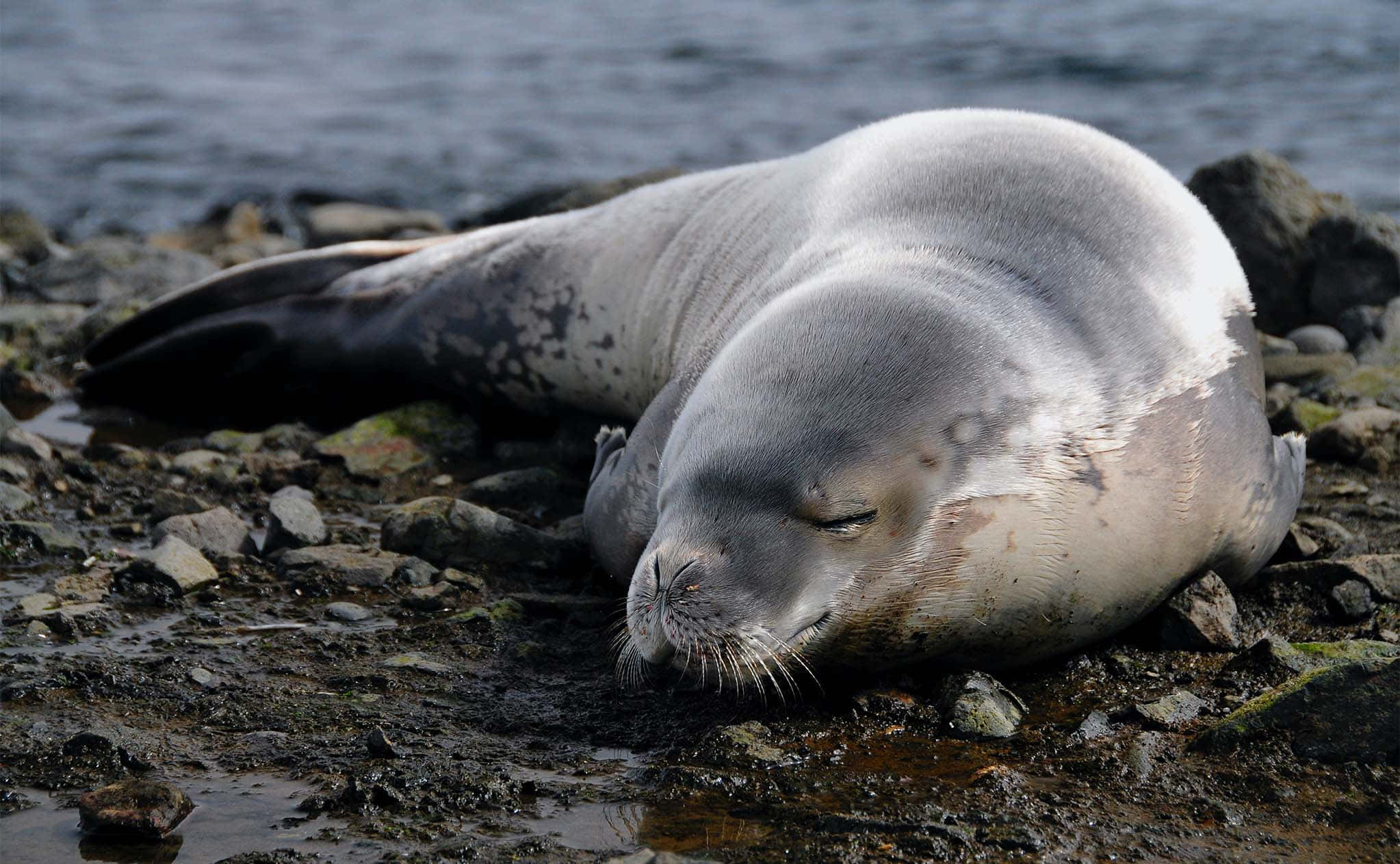 Crabeater Seal, shoreline, wet rocky shore, Full HD Desktop Wallpaper