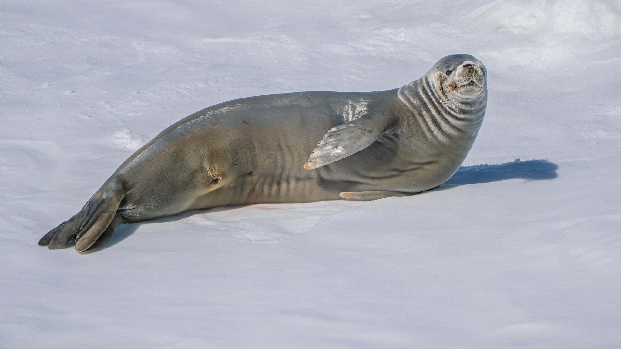 crabeater seal, bright white snow, clear sunlight, Full HD Desktop Wallpaper