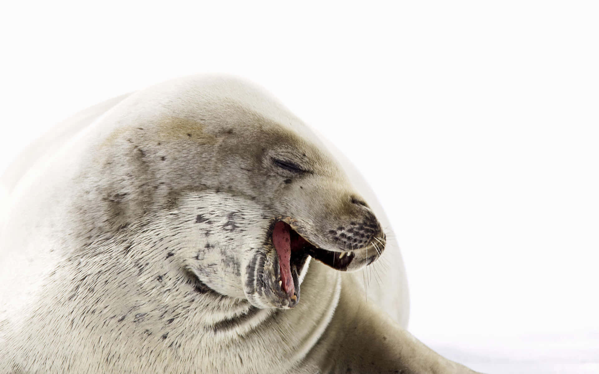 Crabeater Seal, yawning, spotted seal, Full HD Desktop Wallpaper