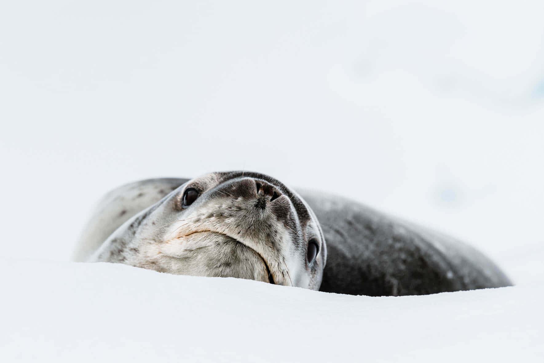 crabeater seal, restingon ice, snowy ground, HD Desktop Wallpaper