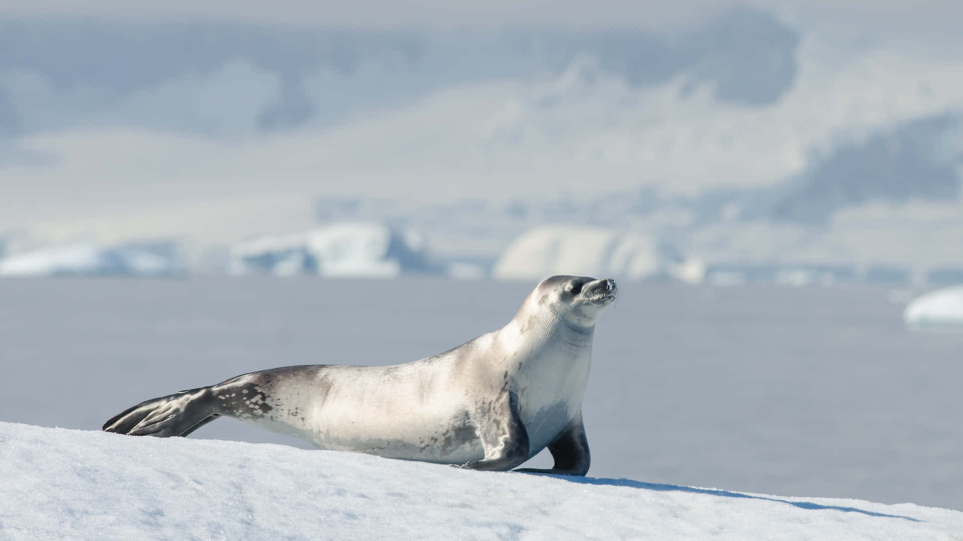 crabeater seal, Antarctic ice, snowy ice floe, Full HD Desktop Wallpaper