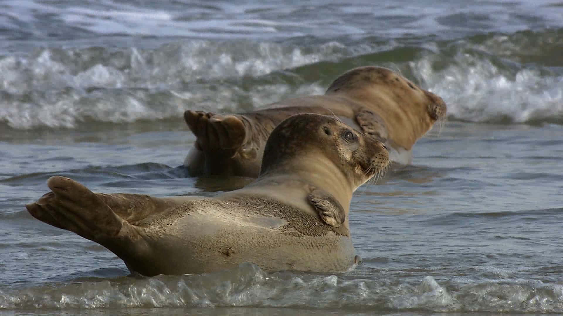 crabeater seals, shoreline, shallow ocean waves, Full HD Desktop Wallpaper