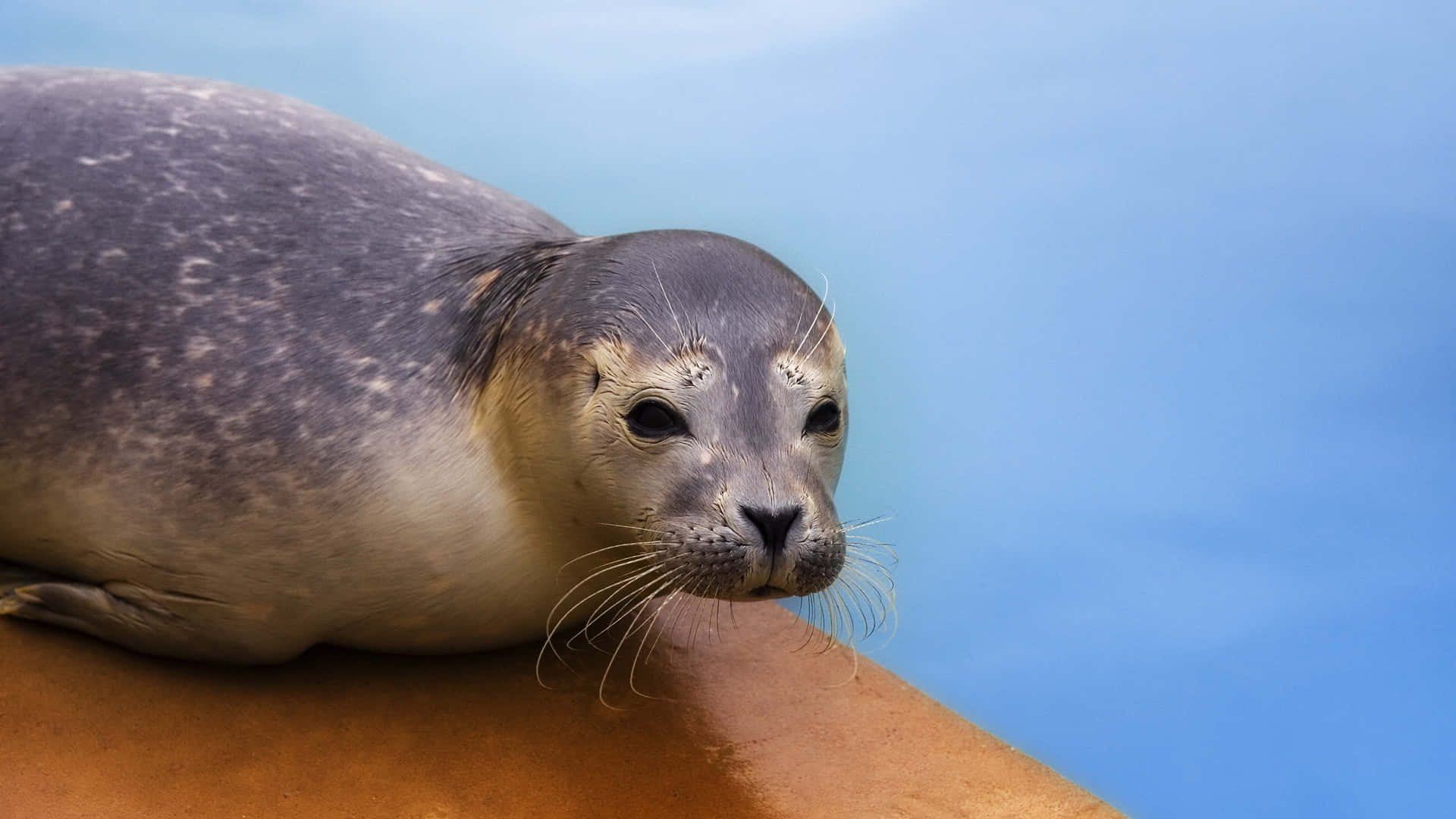 Crabeater Seal, rusted metal edge, calm blue water, Full HD Desktop Wallpaper